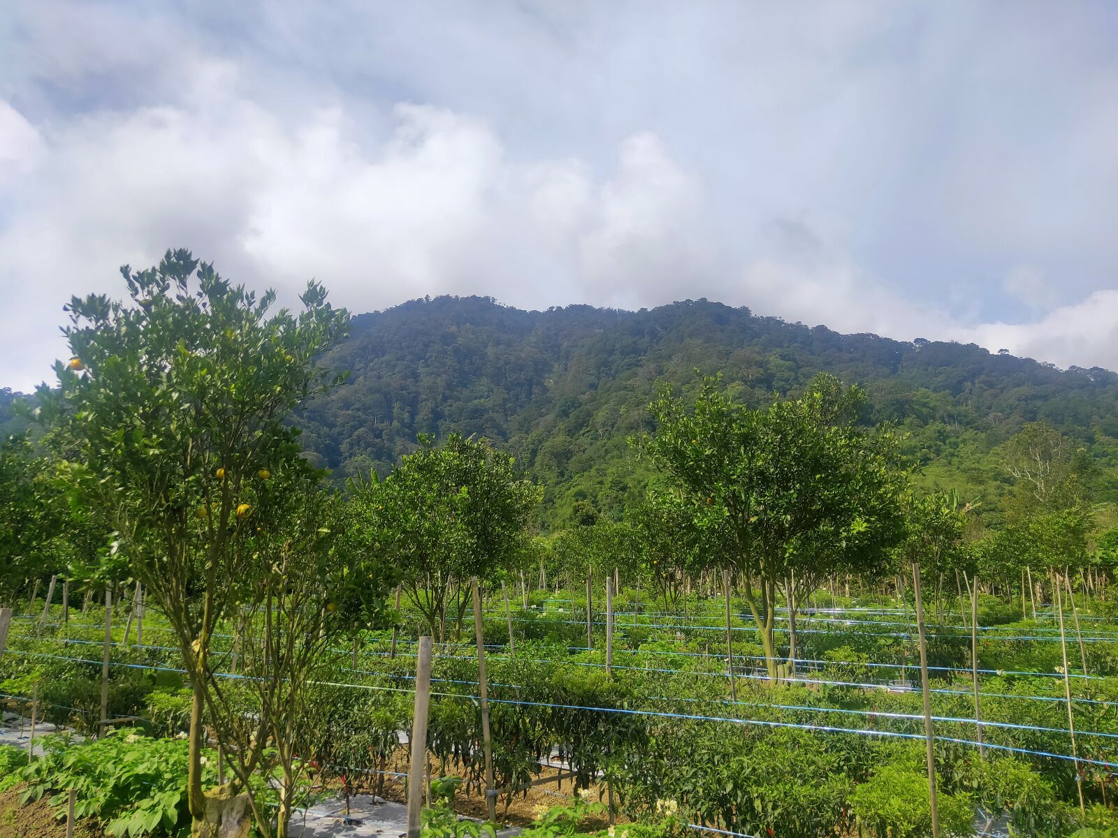 Realme 3 PRO sample photo. Gunung, indah, pemandangan photography