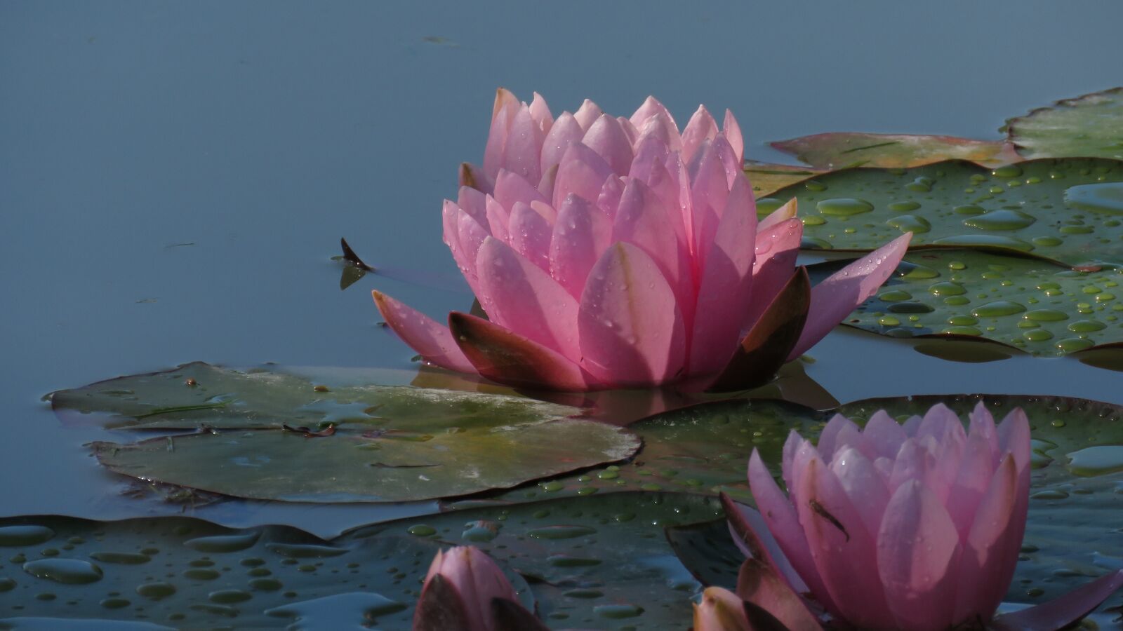 Canon PowerShot SX60 HS sample photo. Nature, flower, water lily photography