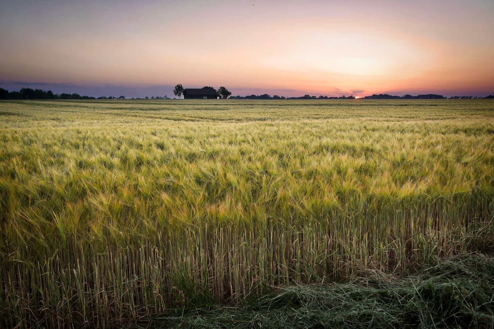 Panasonic Lumix DMC-GX7 sample photo. Field, cereals, agriculture photography