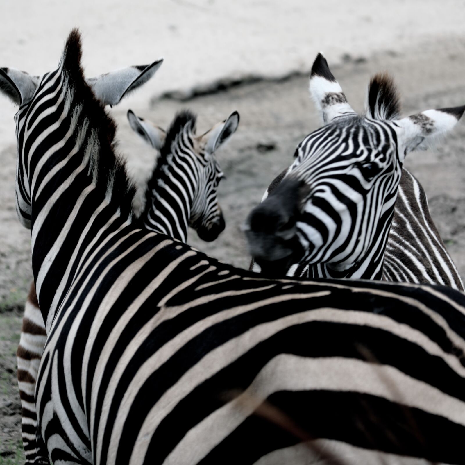 Canon EOS 5D Mark IV + Canon EF 100-400mm F4.5-5.6L IS USM sample photo. Zebra, zoo, africa photography