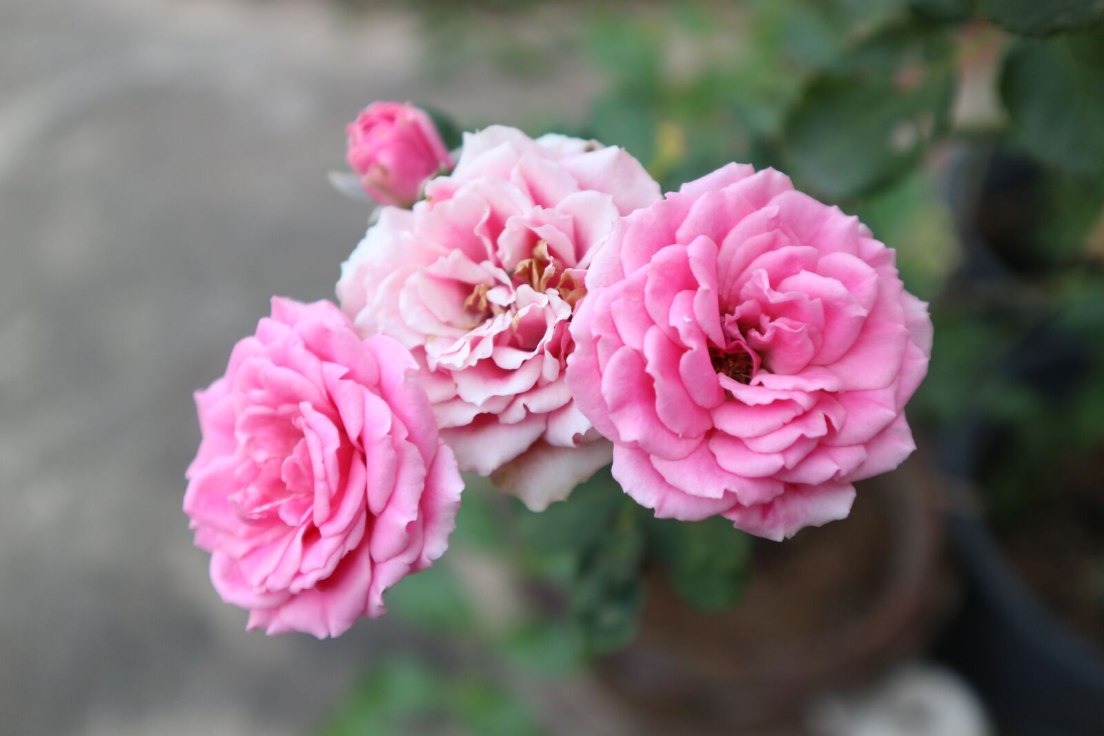 Canon EOS M10 sample photo. Rose, pink, a rose photography
