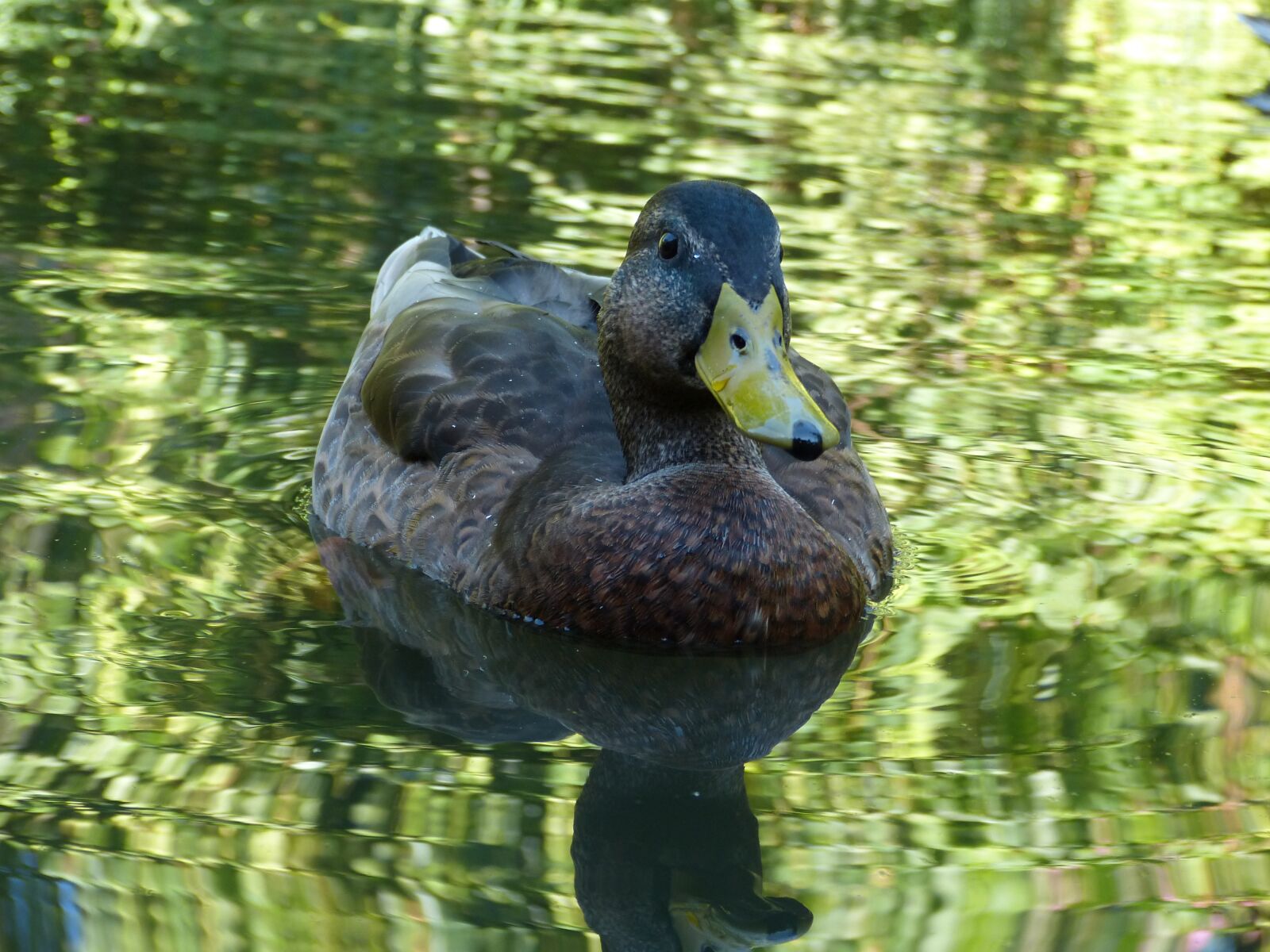 Panasonic Lumix DMC-FZ150 sample photo. Duck, water bird, feather photography