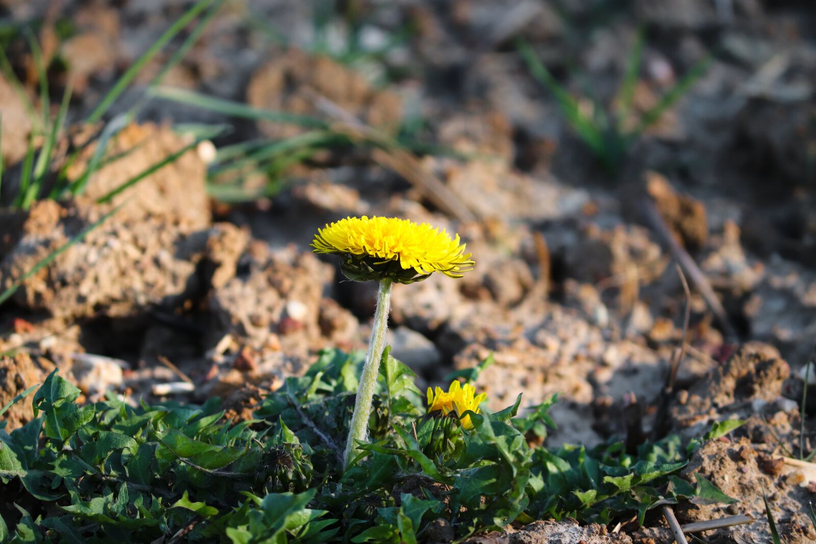 Canon EOS 200D (EOS Rebel SL2 / EOS Kiss X9) sample photo. Dandelion, blossom, bloom photography
