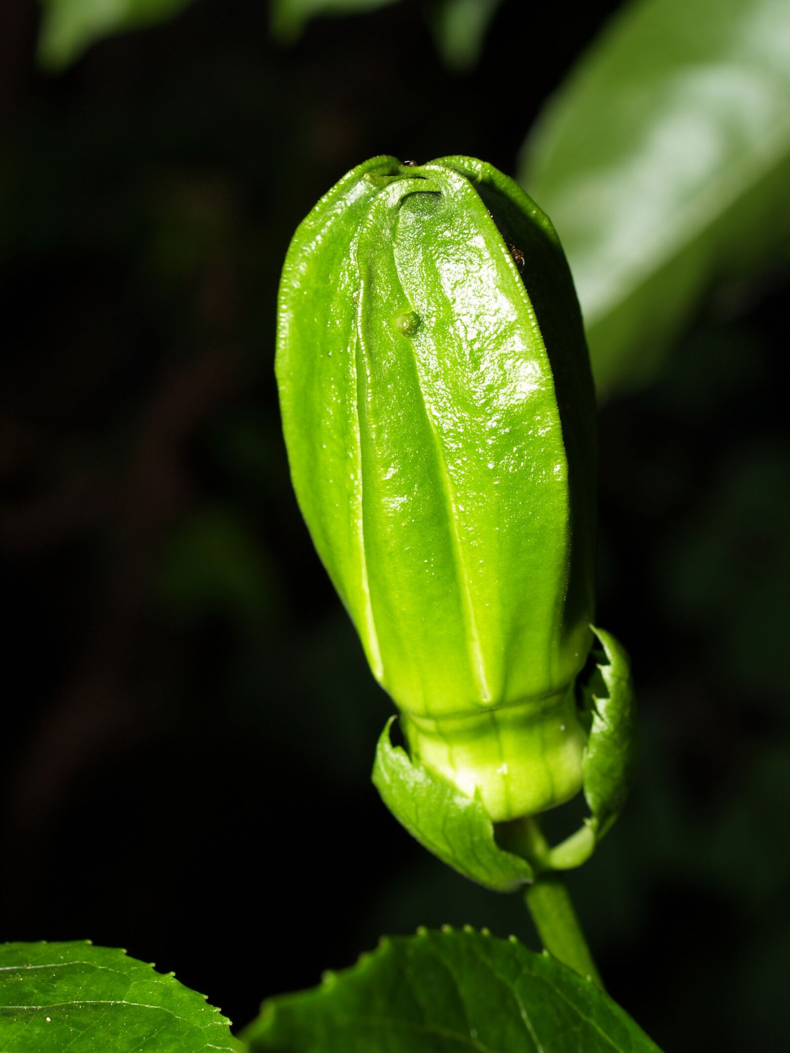 Olympus E-300 (EVOLT E-300) sample photo. Passion, flower, fruit photography