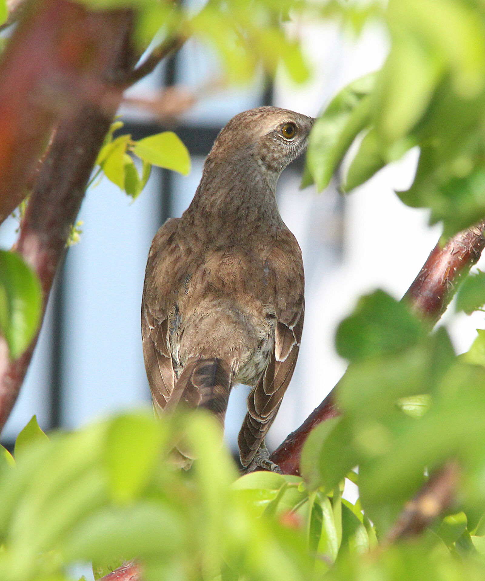 Canon EF 300mm F4L IS USM sample photo