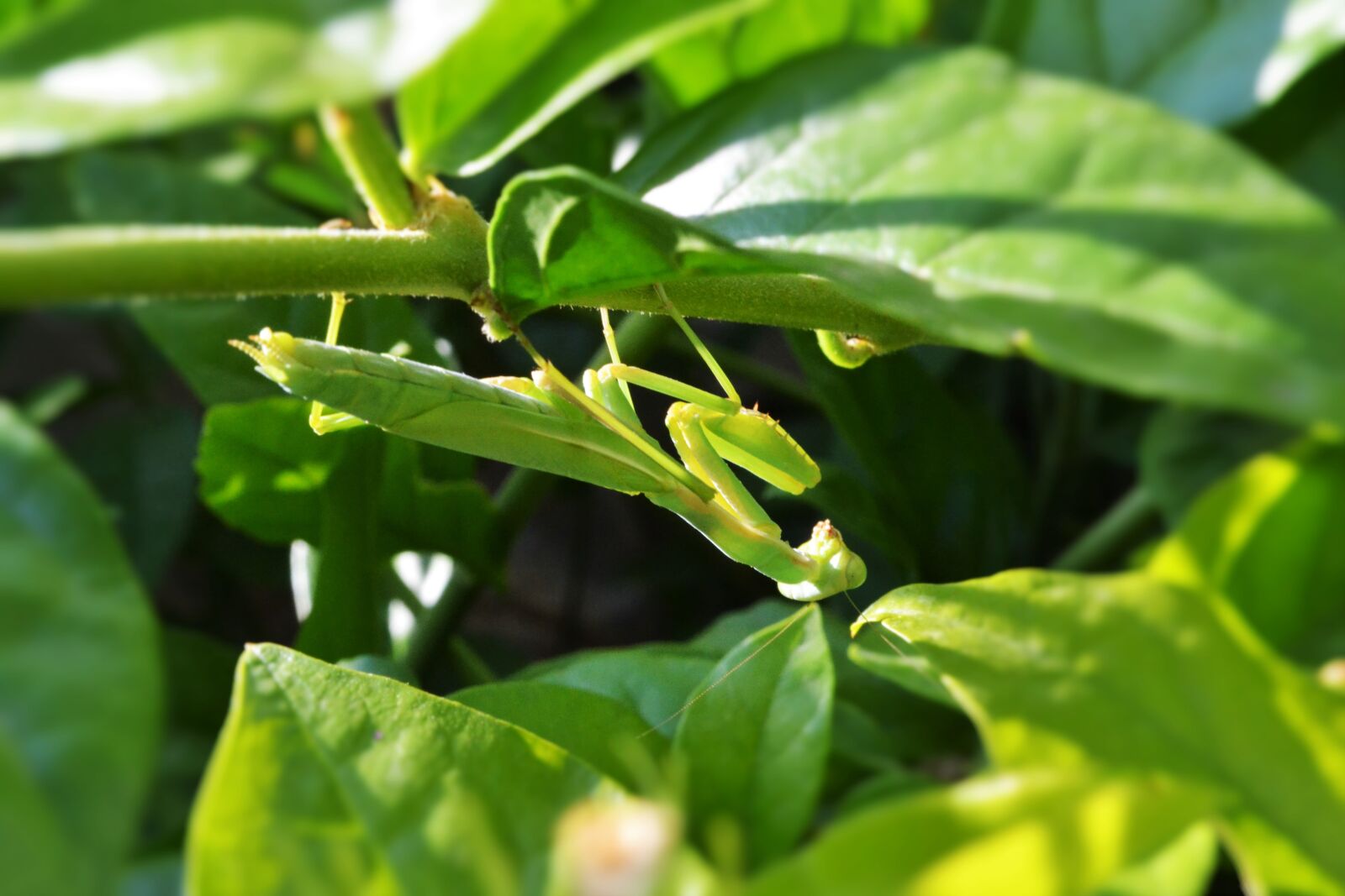 Nikon D3100 sample photo. Nature, mantis, insect photography