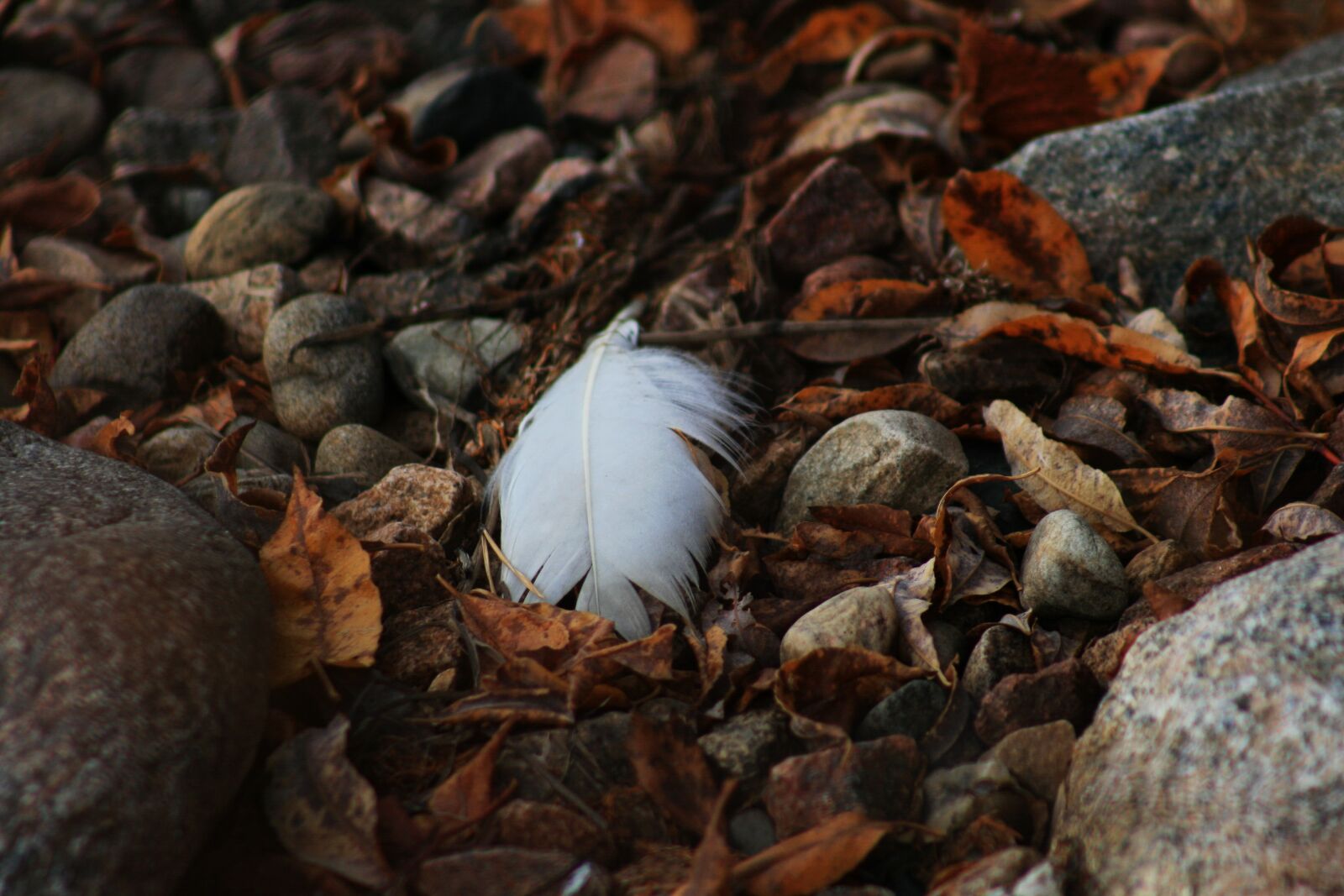Canon EOS 400D (EOS Digital Rebel XTi / EOS Kiss Digital X) sample photo. Nature, stones, feather photography