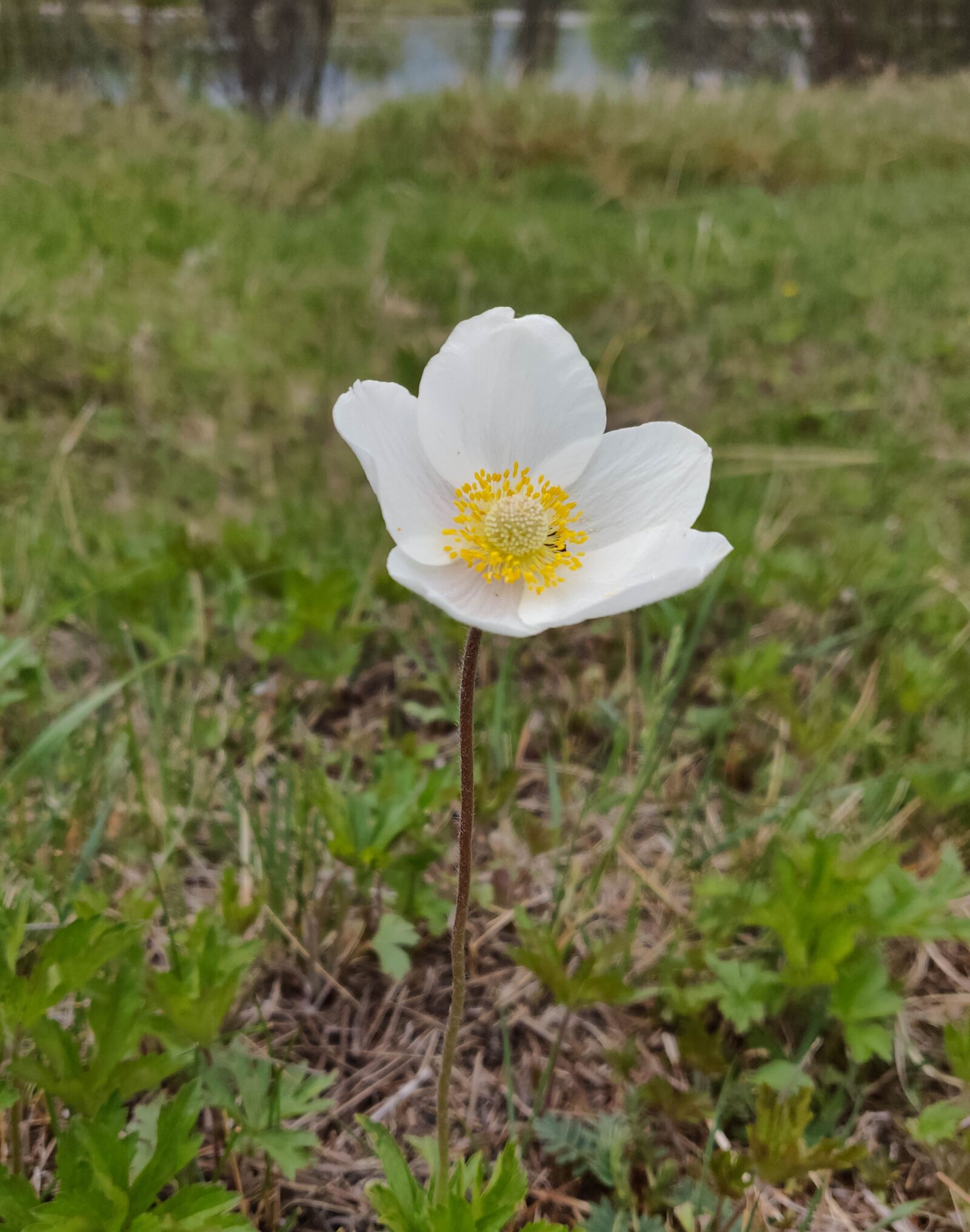 OnePlus A6000 sample photo. Flower, spring, nature photography