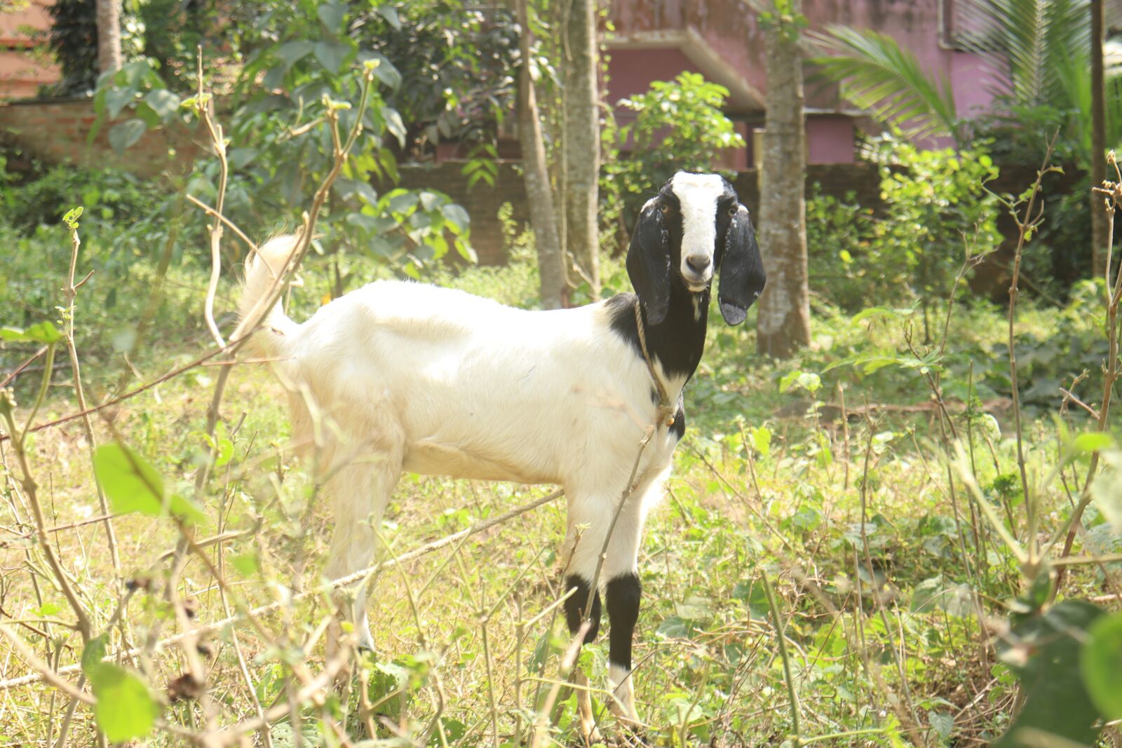 Canon EOS 250D (EOS Rebel SL3 / EOS Kiss X10 / EOS 200D II) sample photo. Goat, nature, outdoor photography