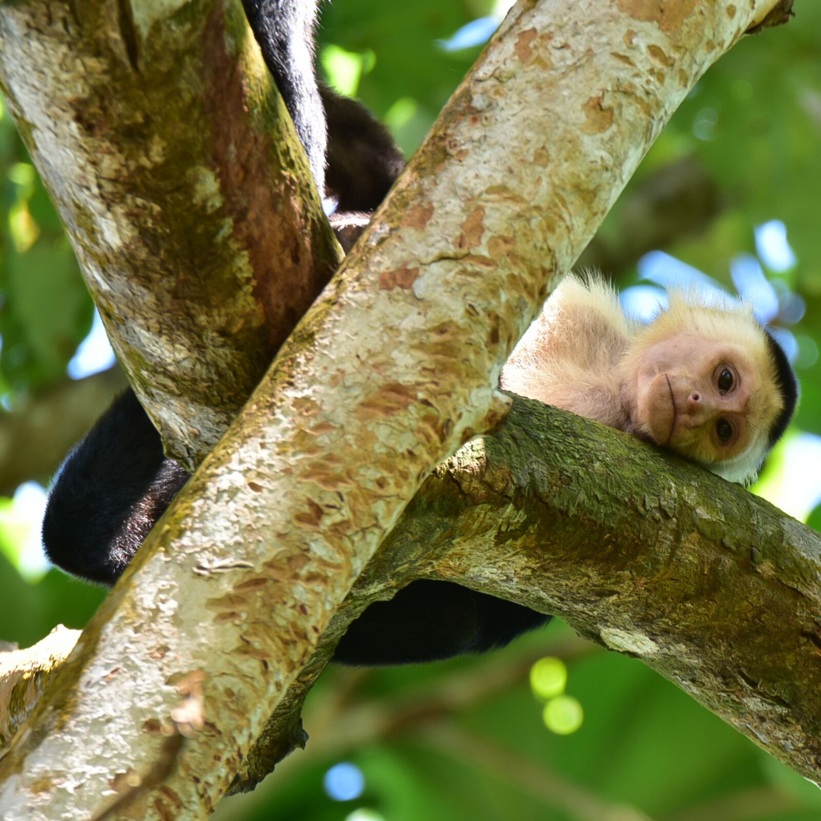 Nikon D3400 sample photo. Monkey, monkeys, animal photography