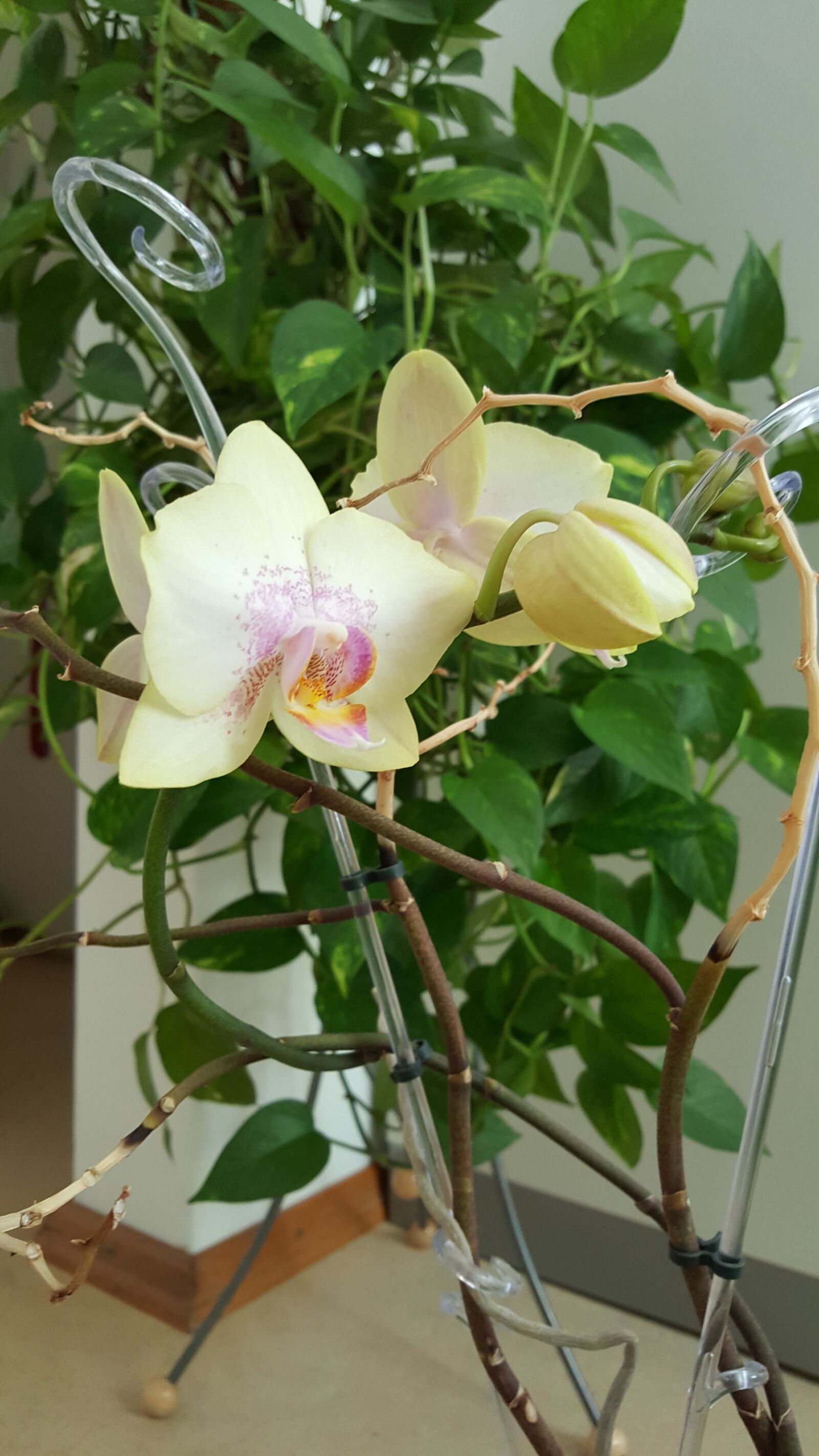 Samsung Galaxy S6 sample photo. Orchideen, bl te, bl photography