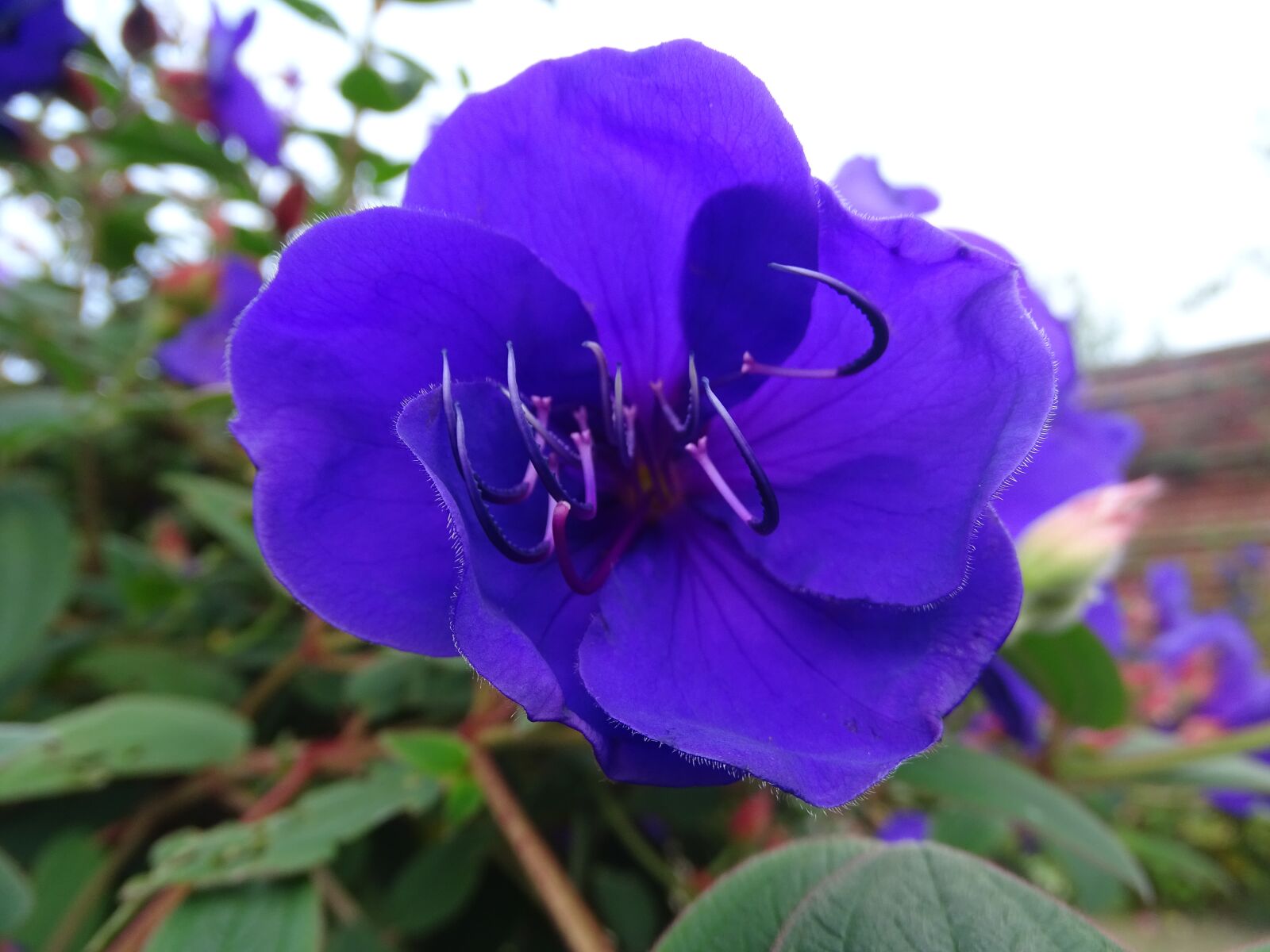 Sony Cyber-shot DSC-HX400V sample photo. Flower, purple, garden photography