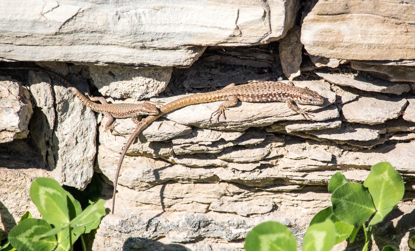 Canon EOS 700D (EOS Rebel T5i / EOS Kiss X7i) sample photo. Lizard, nature, wood photography