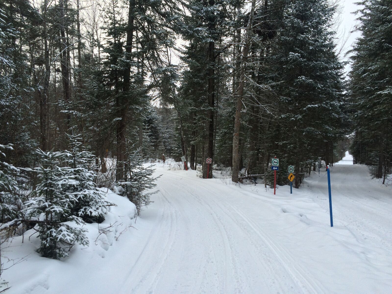 iPhone 5s back camera 4.15mm f/2.2 sample photo. Forest, snow, winter landscape photography