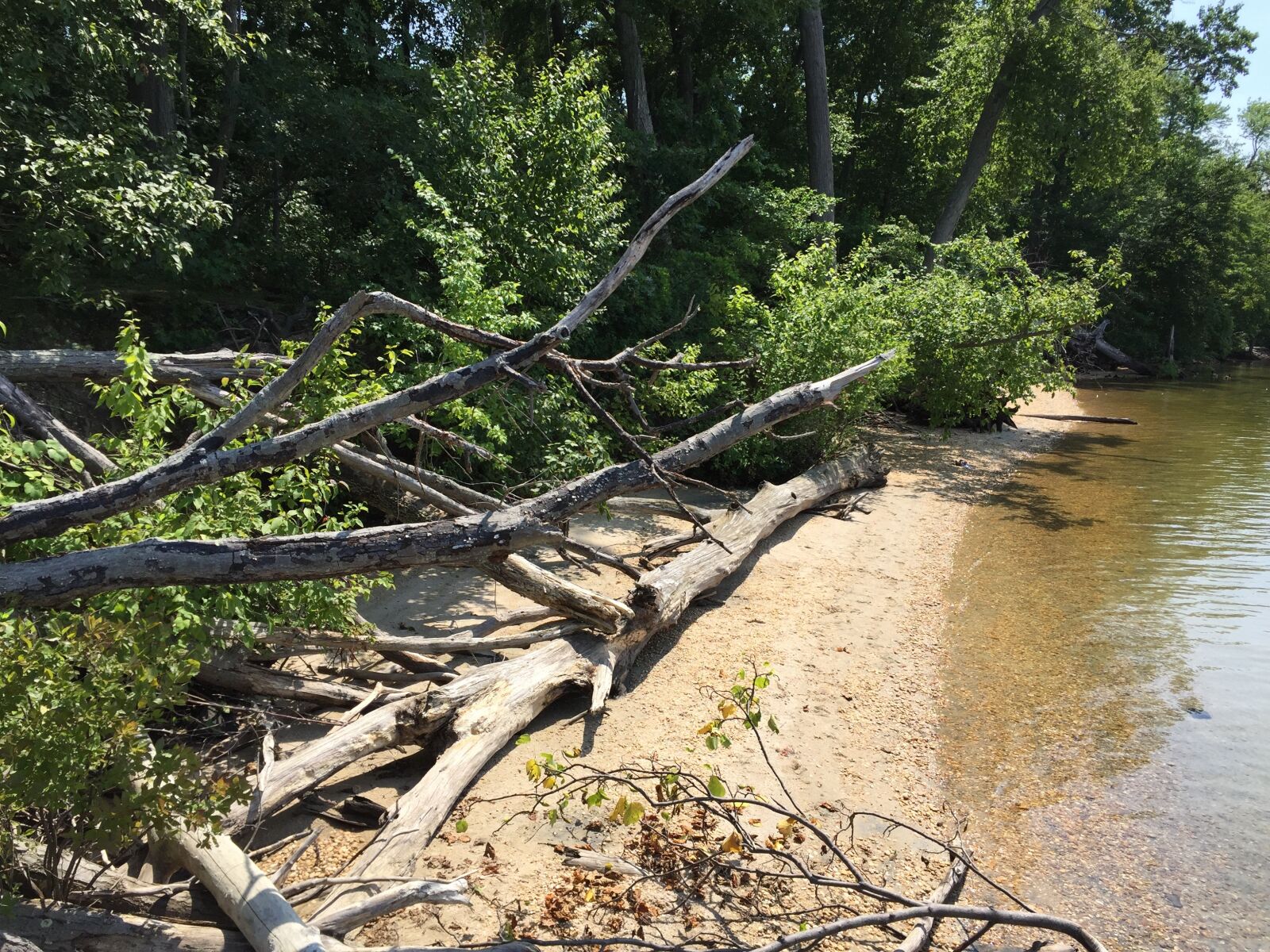 Apple iPhone 6 sample photo. Driftwood, sandy, wood photography