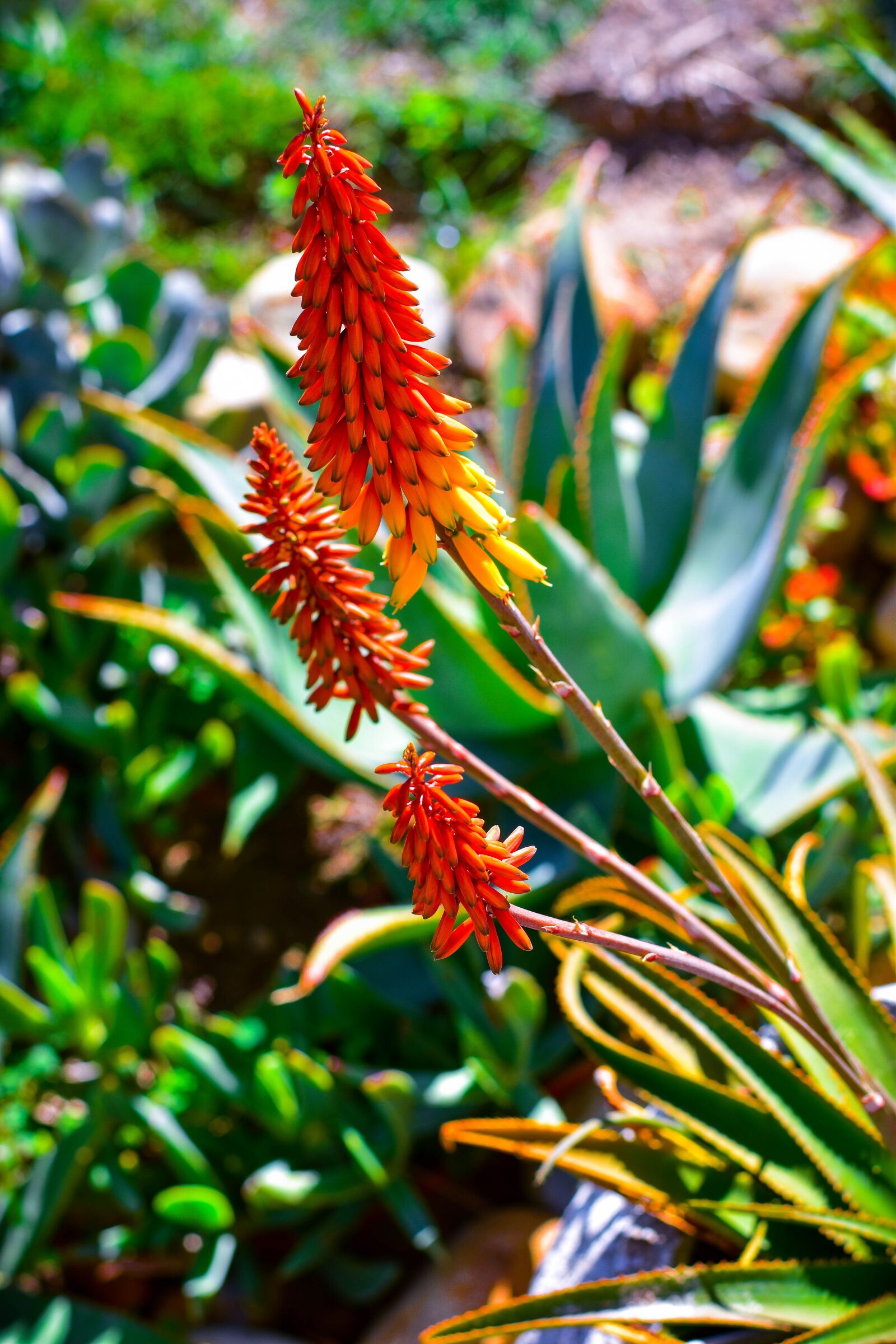 Nikon D5500 sample photo. Aloe, flowers, garden photography