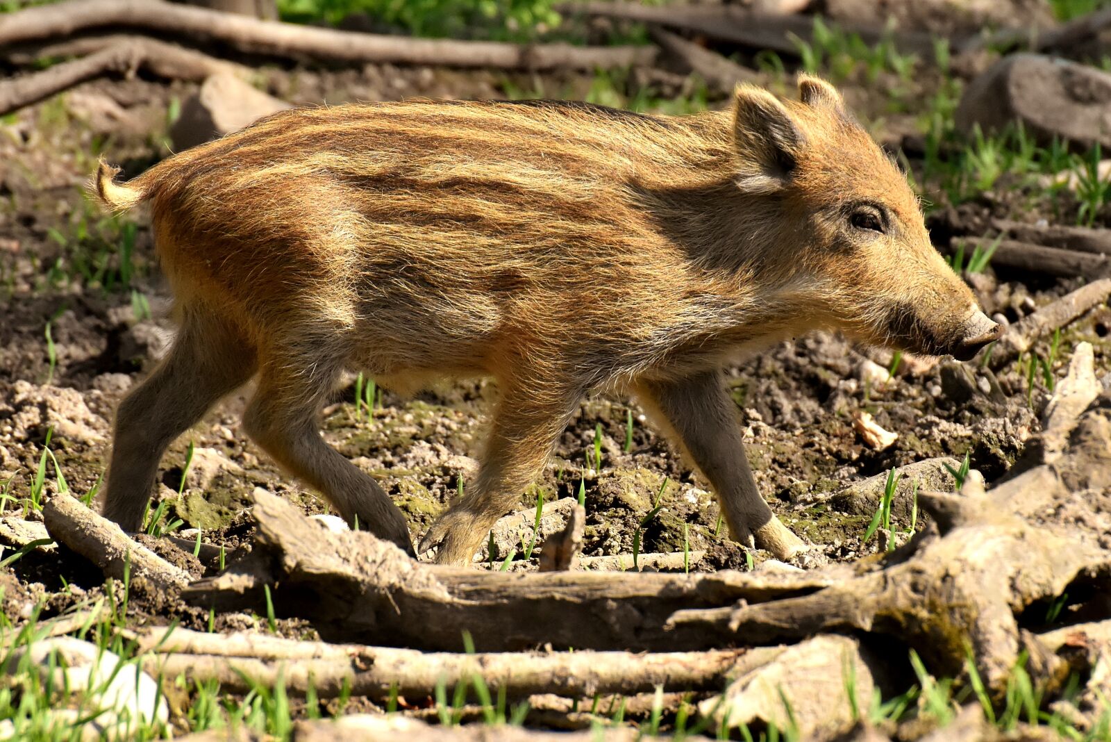 Nikon D7200 sample photo. Wild pigs, small pigs photography