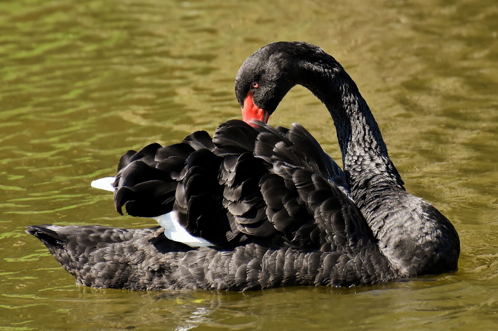 Nikon D7200 sample photo. Swan, black, water bird photography