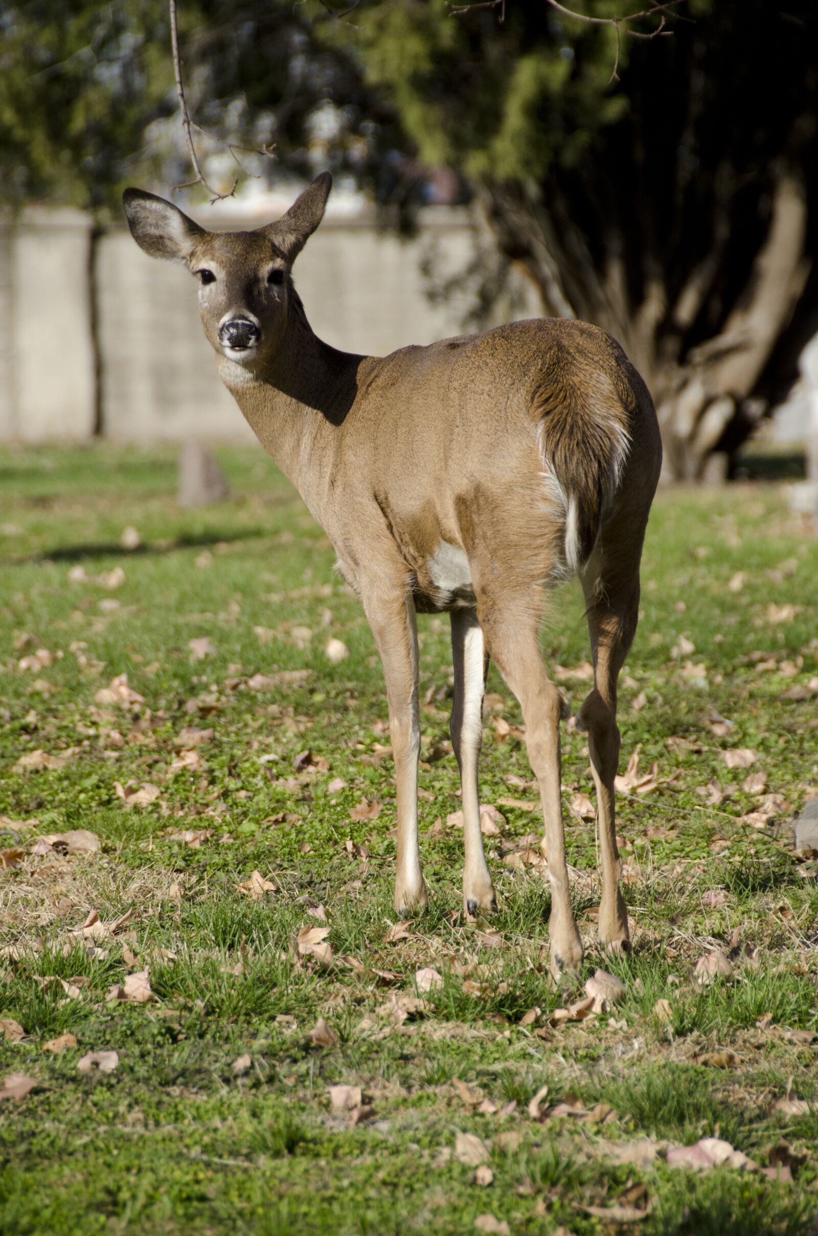 Nikon D7000 sample photo. Deer, animal, nature photography
