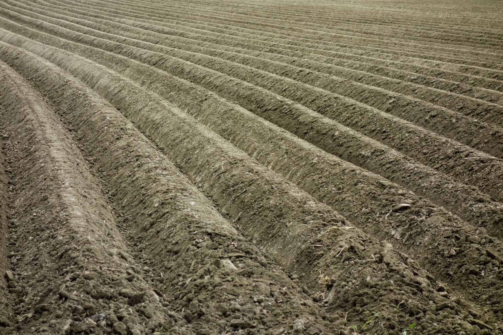 Sony Cyber-shot DSC-RX100 sample photo. Agriculture, field, arable photography