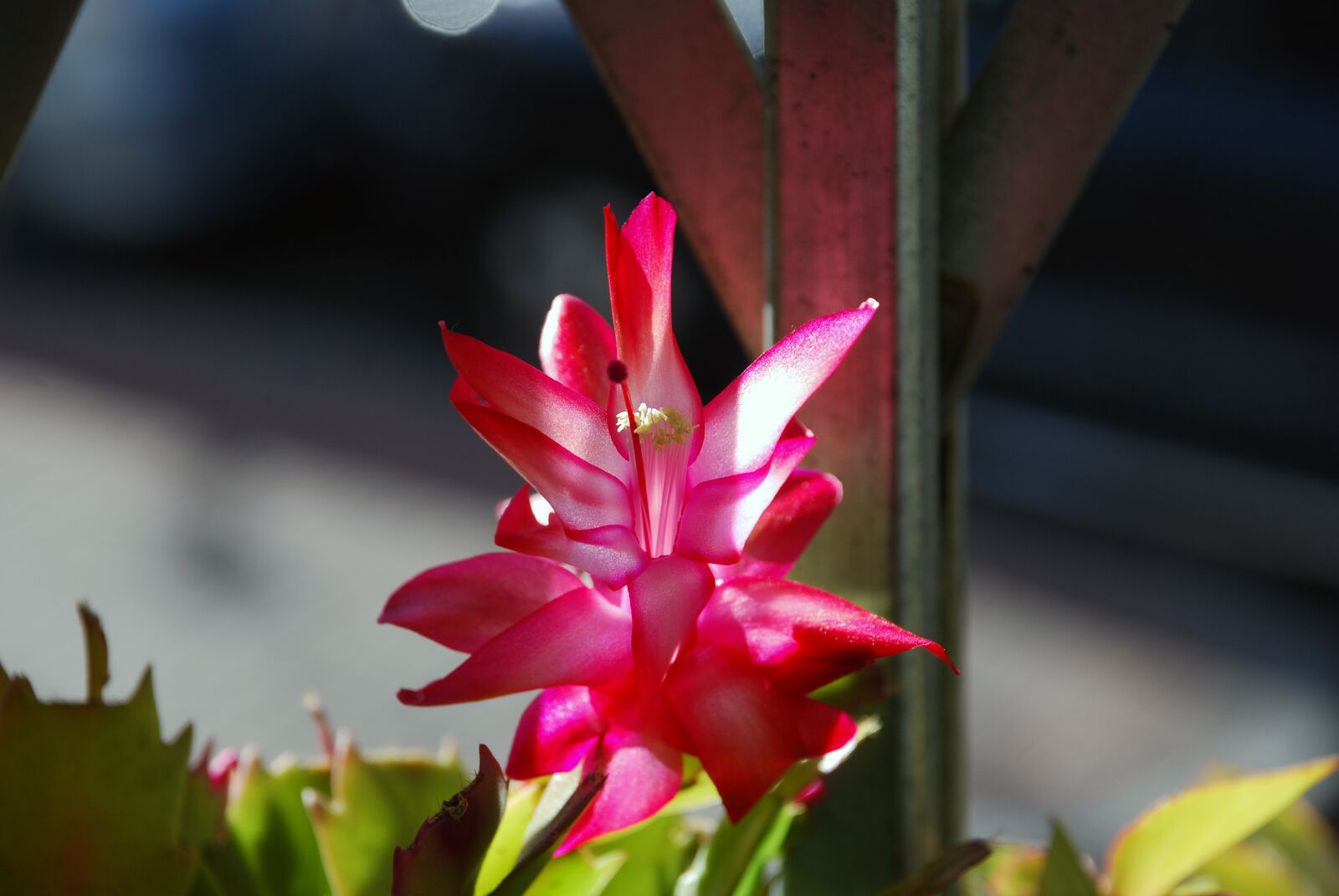 Nikon D80 sample photo. Flower, cactus, window photography