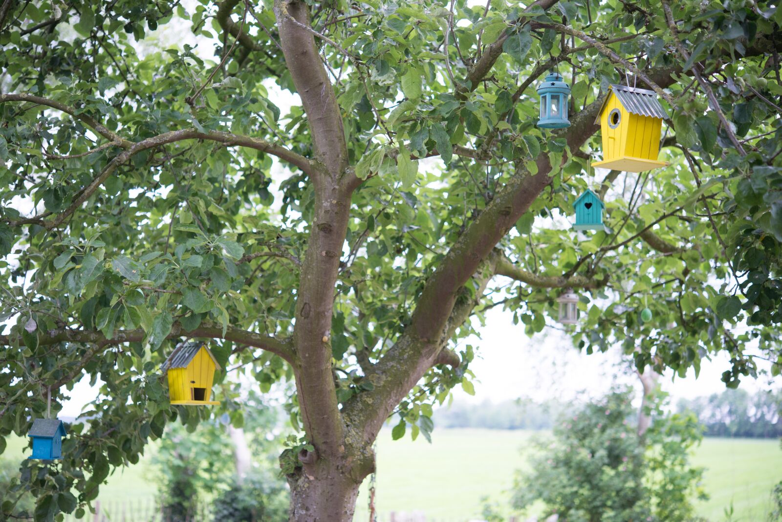 Nikon D600 sample photo. Bird houses, bird, tree photography