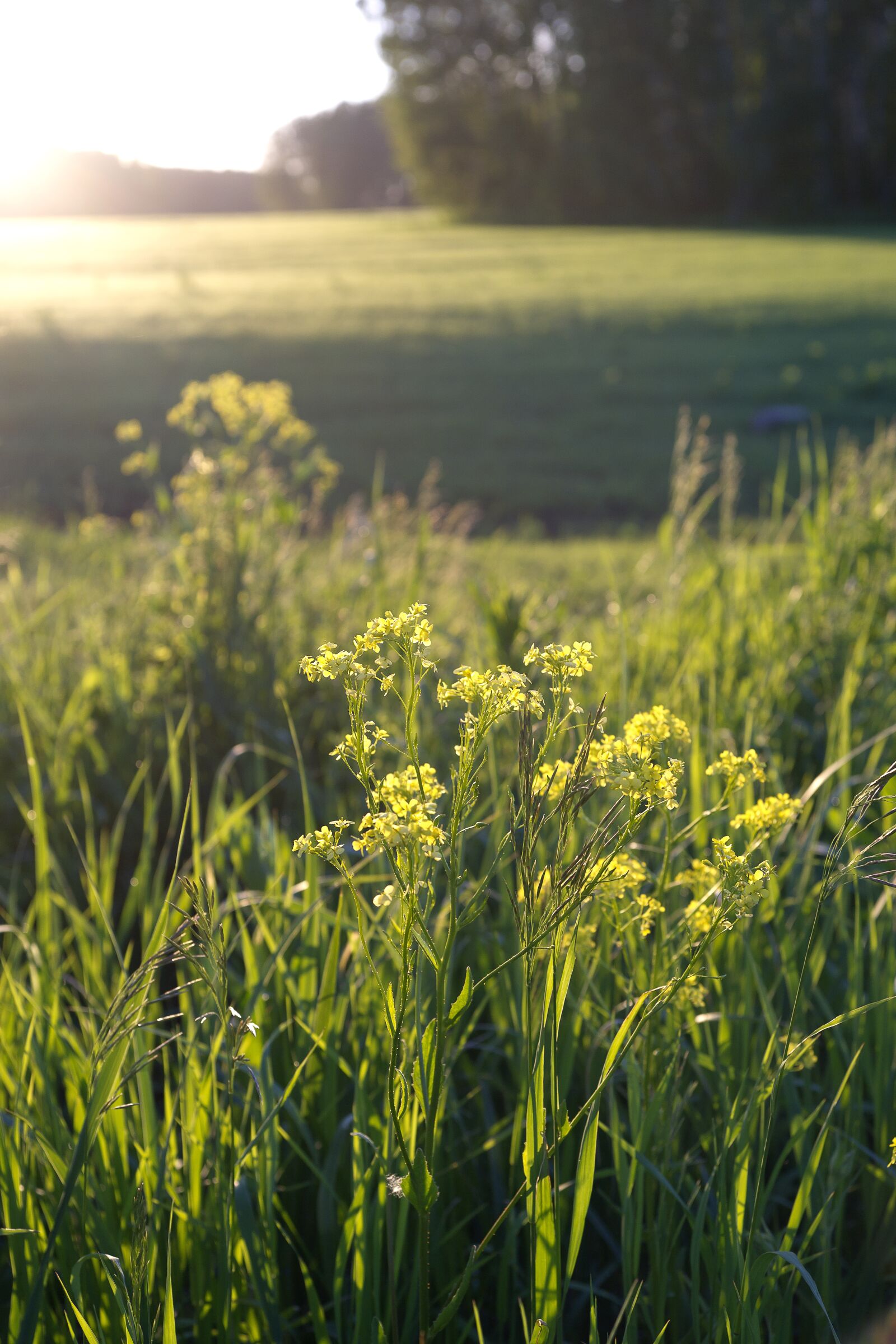Sony Alpha DSLR-A850 sample photo. Sunset, sun, landscape photography
