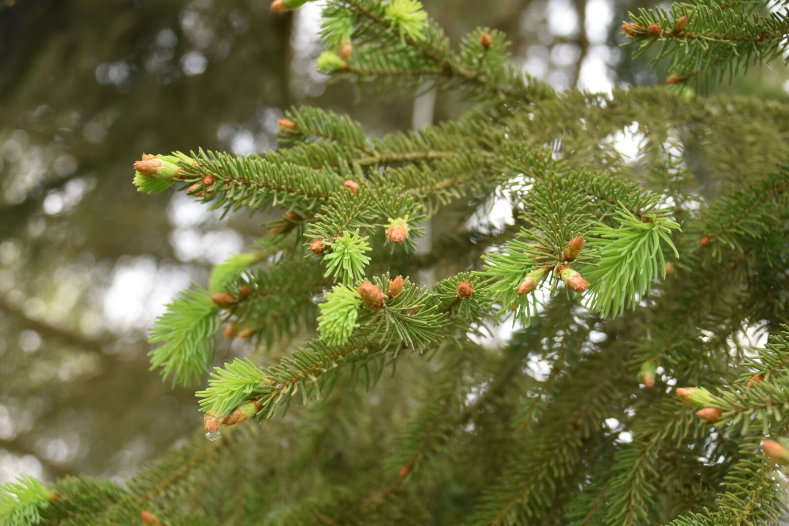Nikon D5600 sample photo. Fir, fir branch, shoot photography