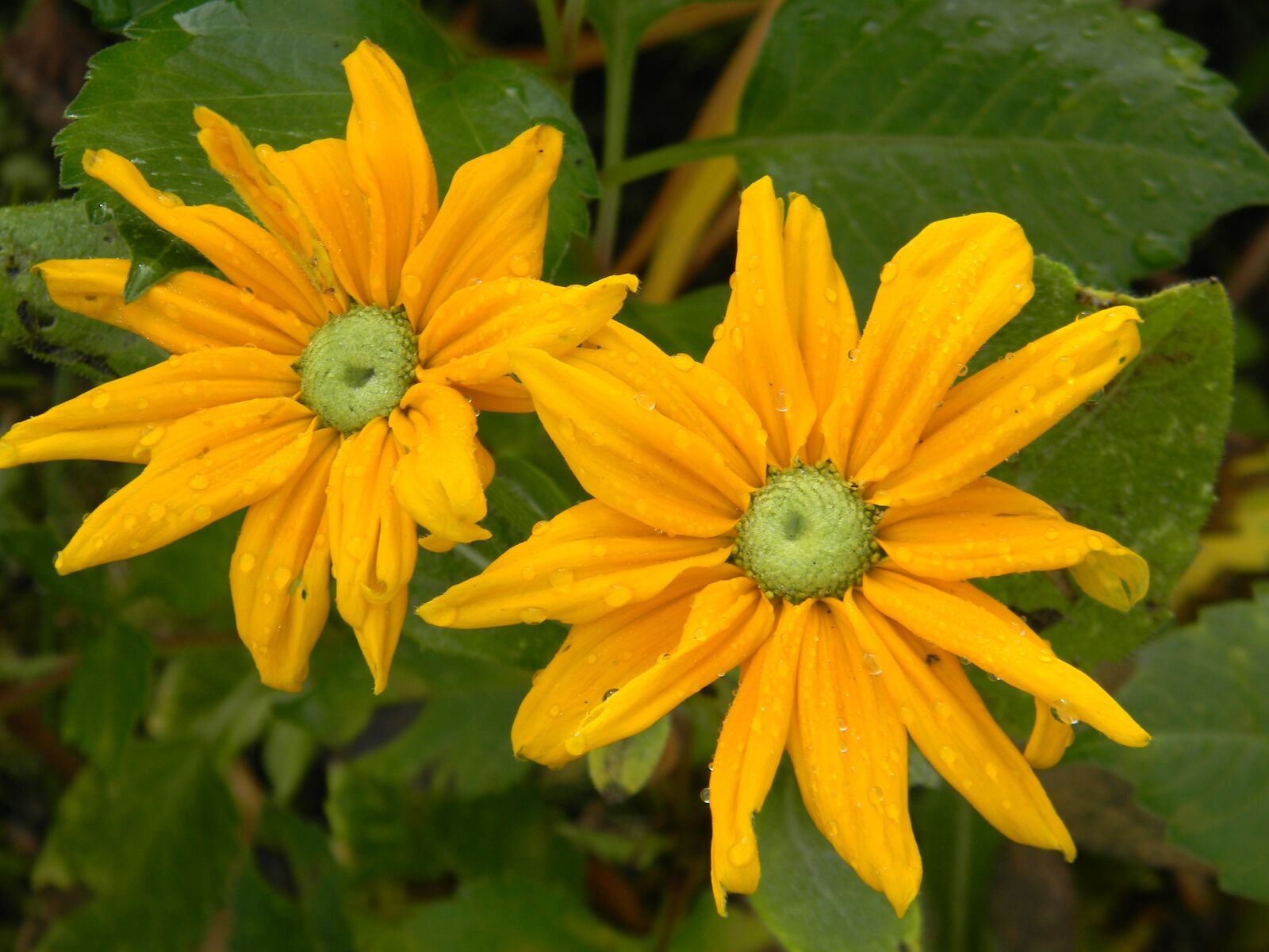 Nikon Coolpix L110 sample photo. Irish eyes, rudibechia, yellow photography