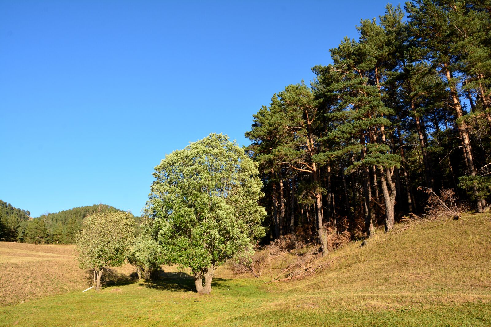 Nikon D7100 sample photo. Forest, grass, kaçkars photography