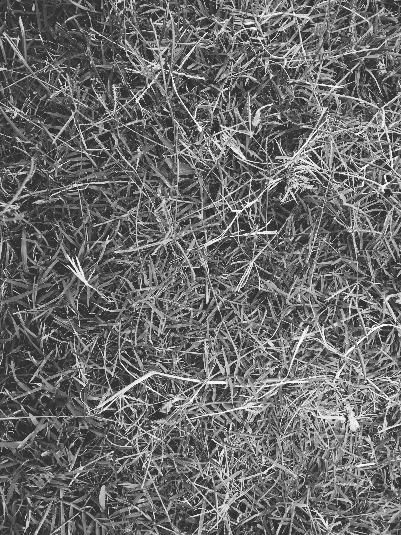 Xiaomi Redmi 7 sample photo. Texture, grass, lawn photography