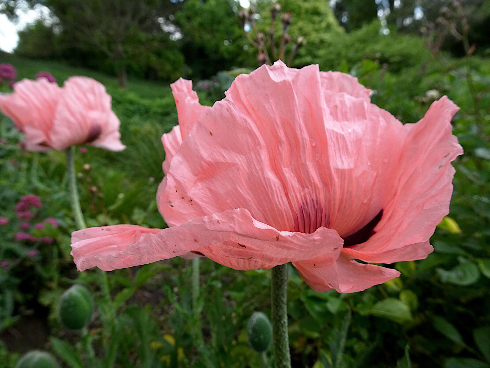 Sony Cyber-shot DSC-HX90V sample photo. Poppy, color salmon pink photography