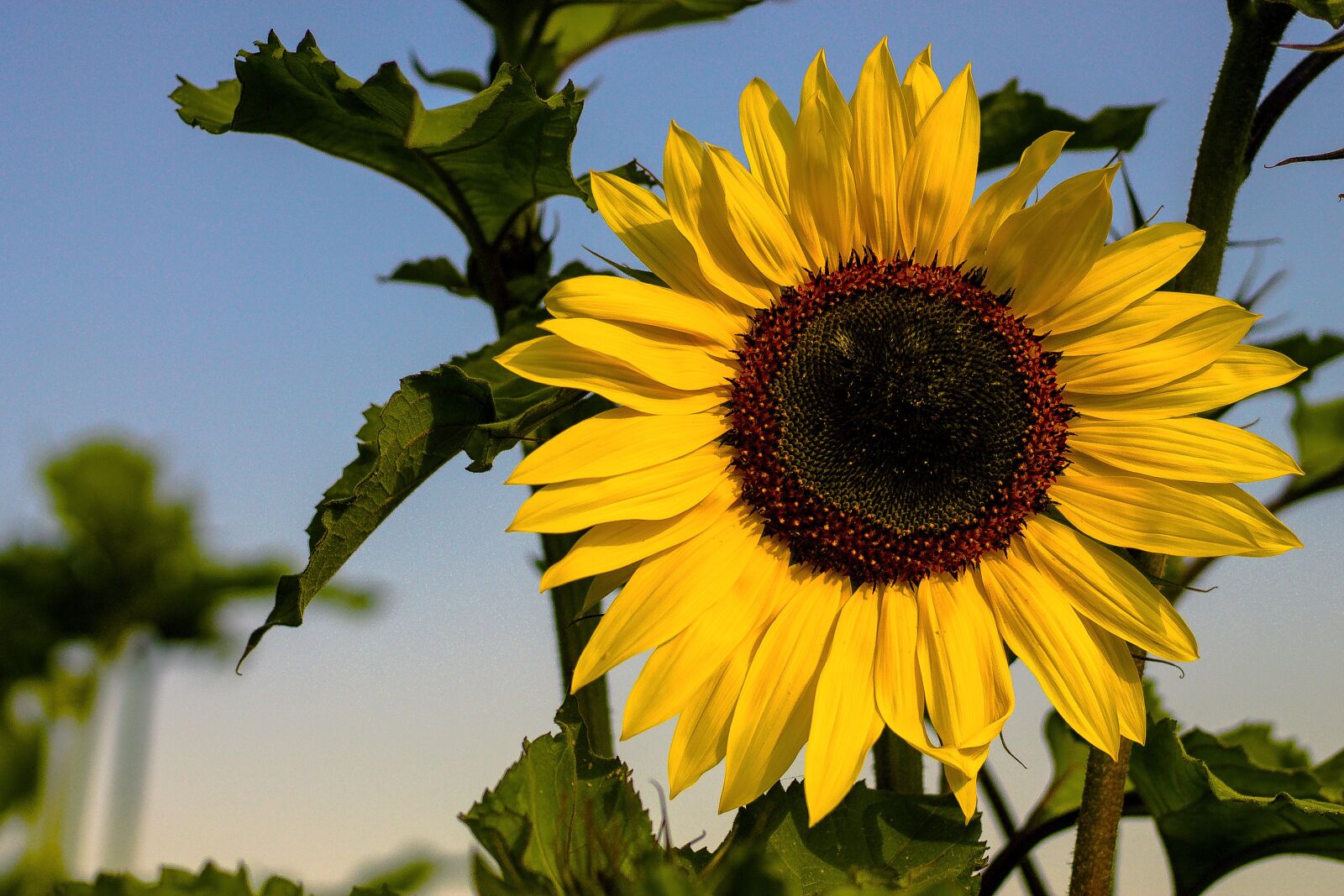 Canon EOS 1100D (EOS Rebel T3 / EOS Kiss X50) + Canon EF 50mm F1.8 STM sample photo. Summer, sunflower, yellow photography