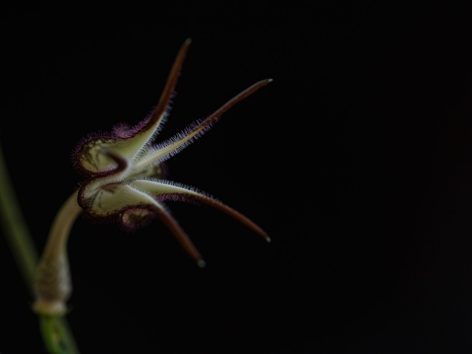 Olympus E-500 (EVOLT E-500) sample photo. Sukulent, flower, needles photography