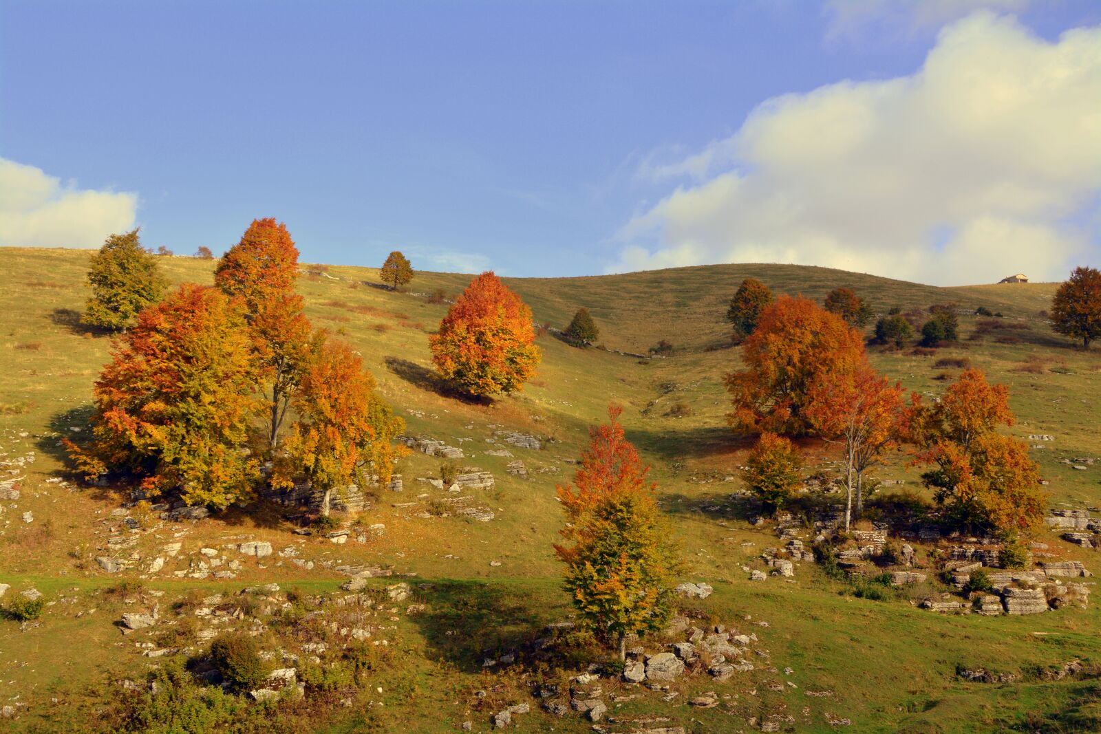 Nikon D7100 sample photo. Excursion, trees, autumn photography