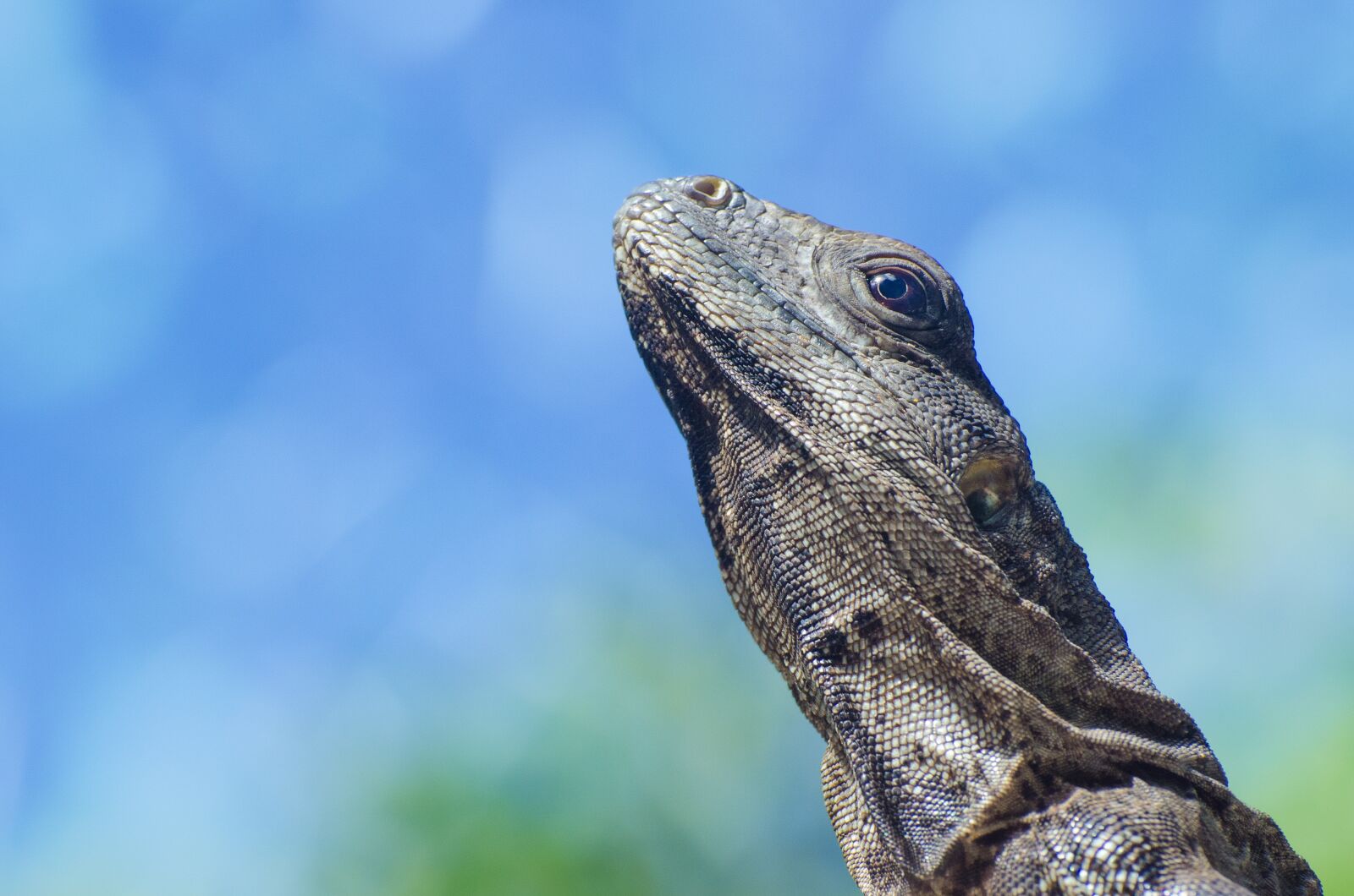 Nikon D7000 sample photo. Animal, desert, iguana photography