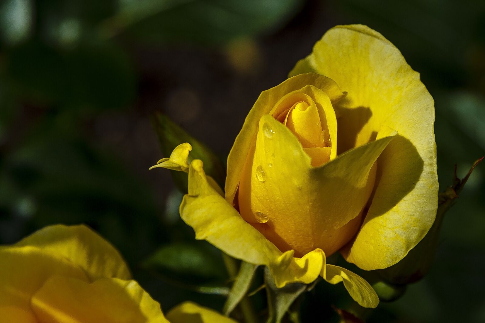 Canon EF-S 17-85mm F4-5.6 IS USM sample photo. Rose, yellow, flower photography