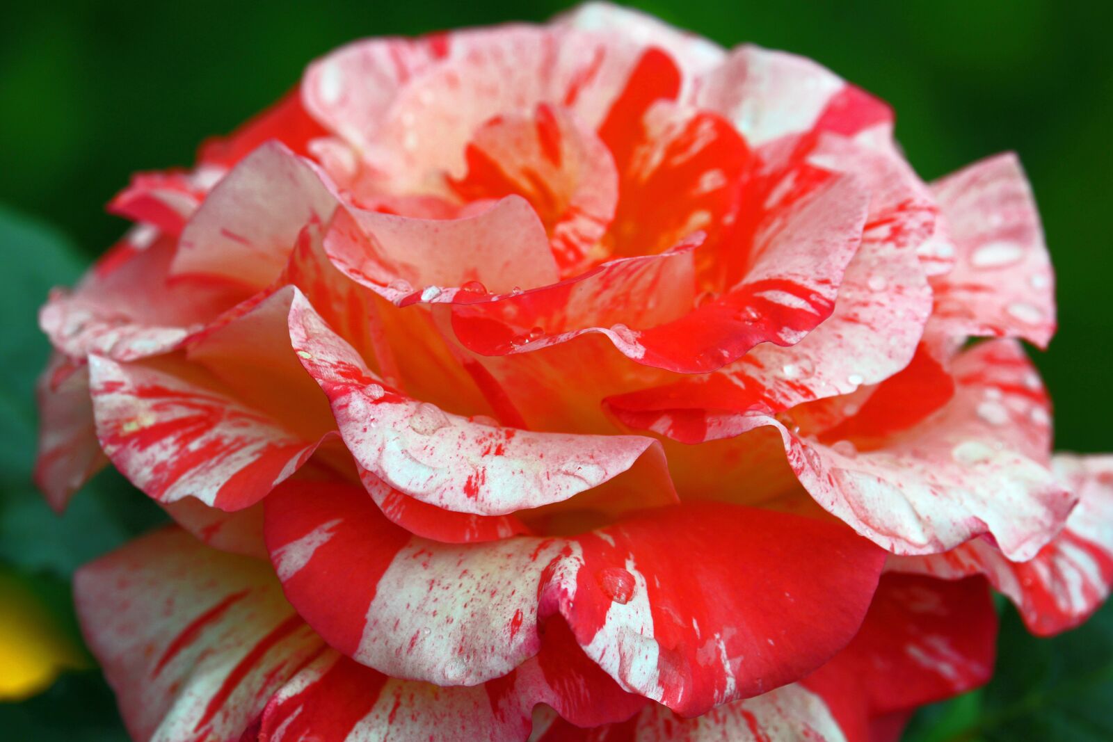 Canon EF-S 55-250mm F4-5.6 IS STM sample photo. Rose, painter rose, blossom photography