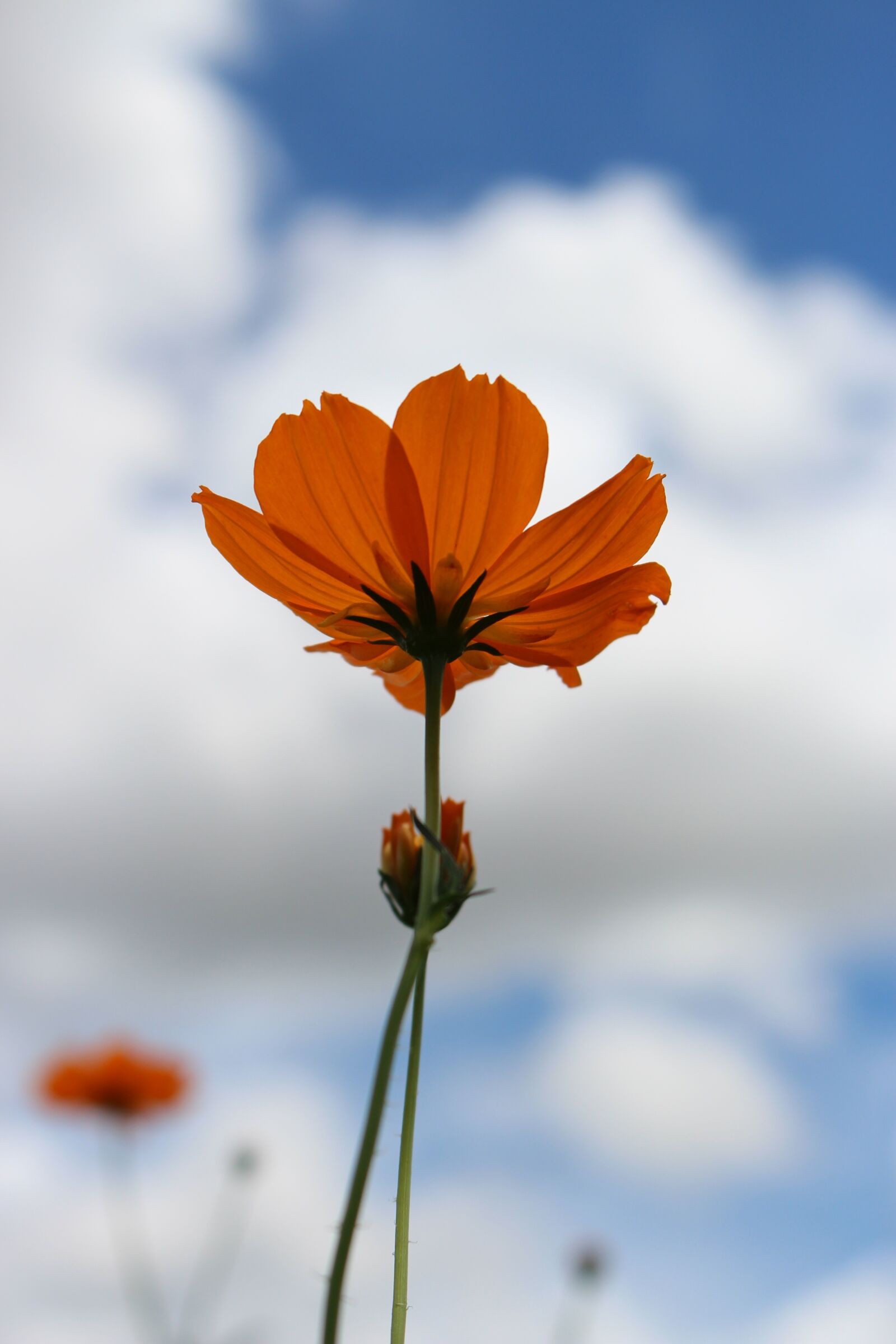 Canon EOS 700D (EOS Rebel T5i / EOS Kiss X7i) sample photo. Kosmo yellow, flower, sky photography