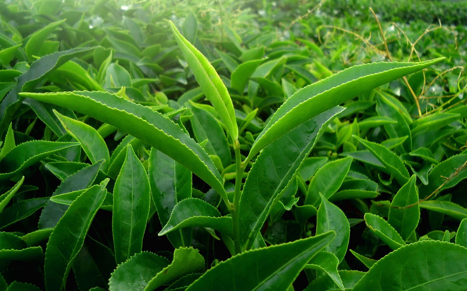 Sony Cyber-shot DSC-W320 sample photo. Leaf, green, nature photography