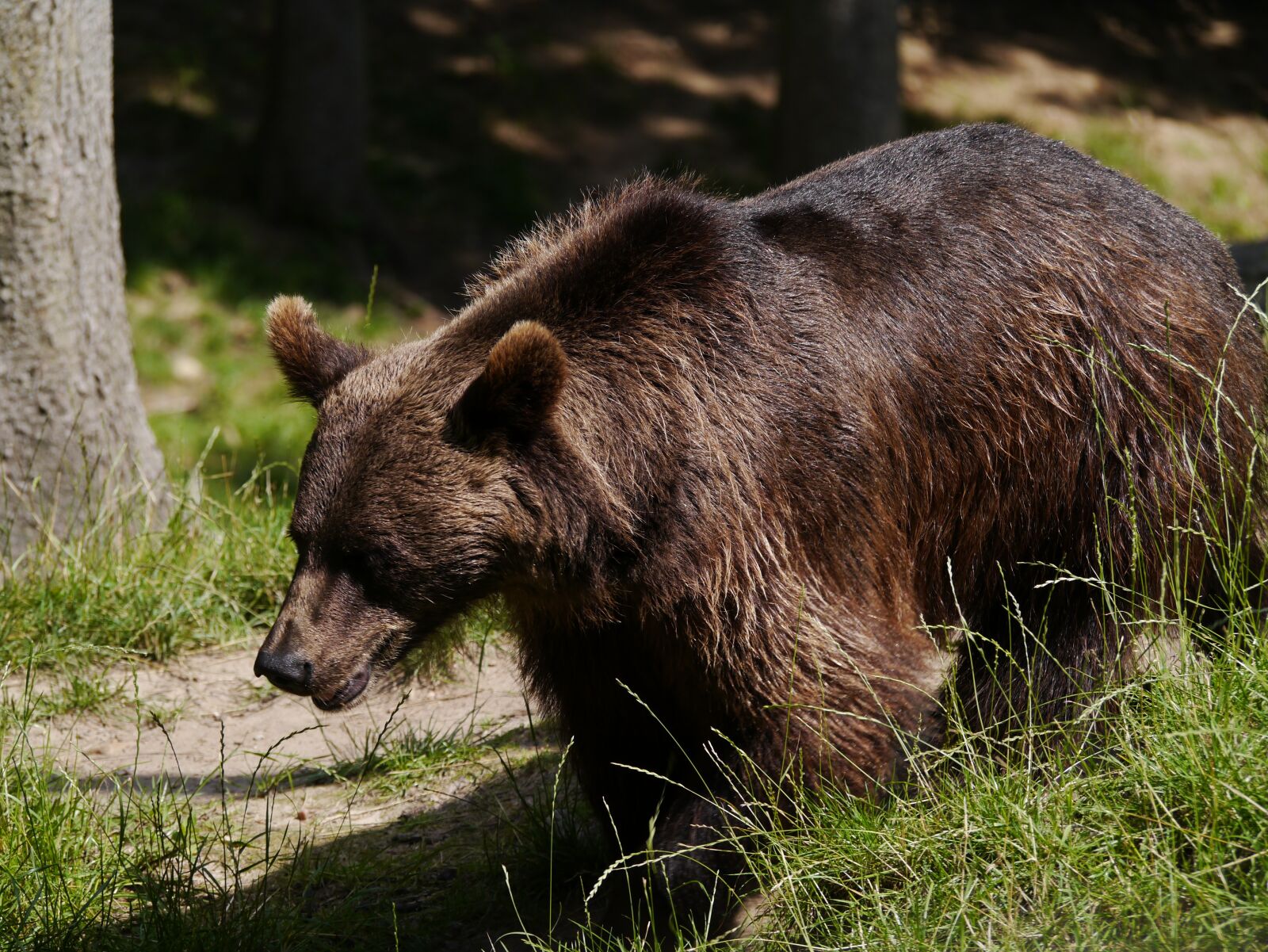 Panasonic Lumix DMC-G3 sample photo. Brown bear, bear, nature photography