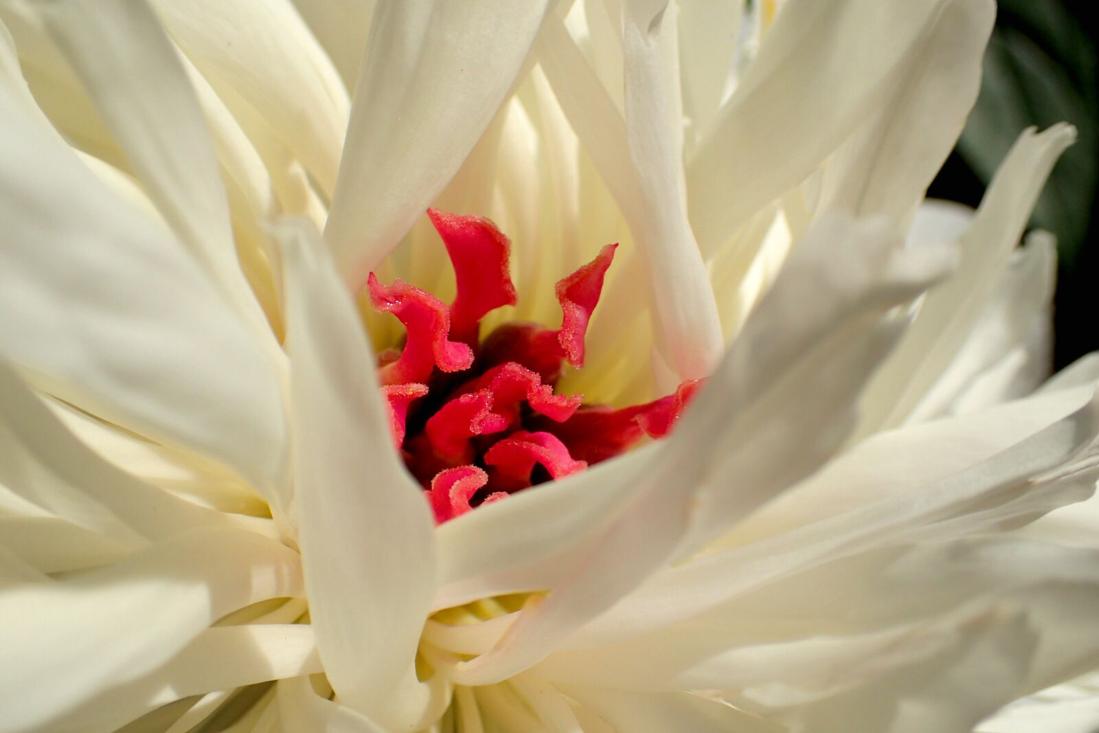 Olympus TG-3 sample photo. Nature, flower, summer photography