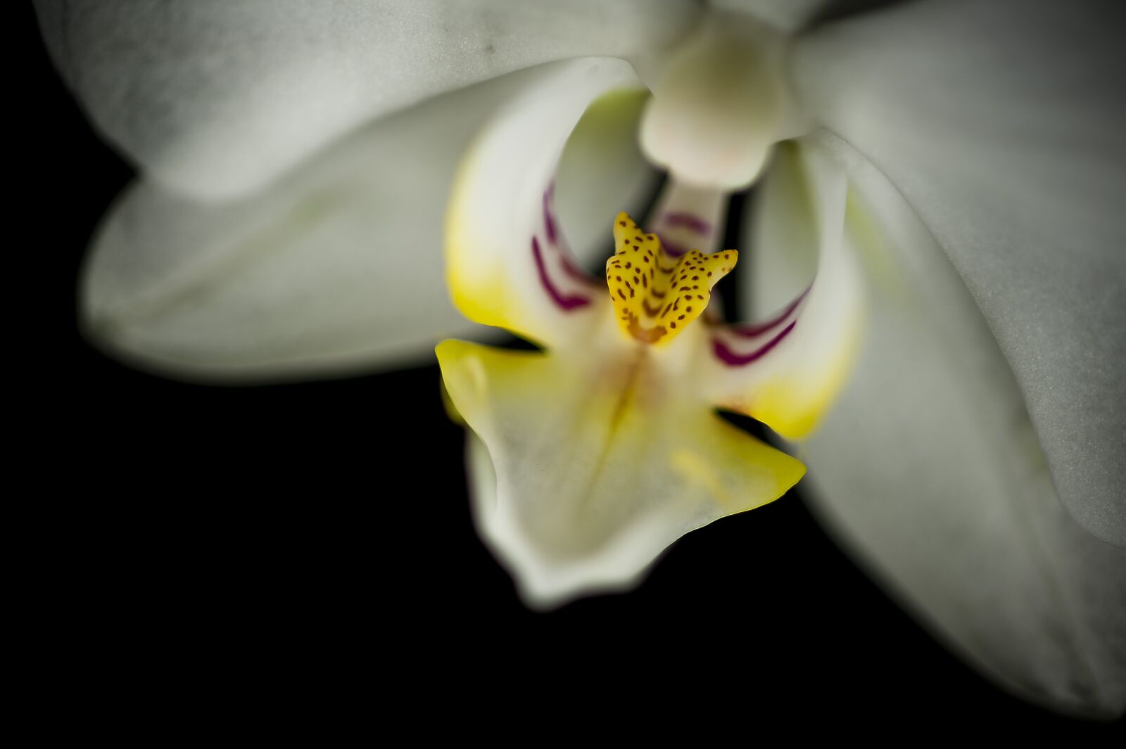 Nikon D700 sample photo. Flower, macro photography