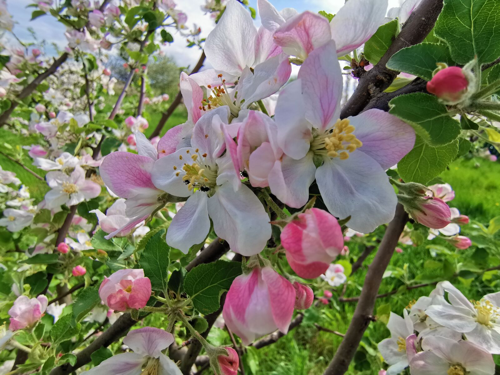 HUAWEI P30 Pro sample photo. Orchard bloomed trees, pink photography