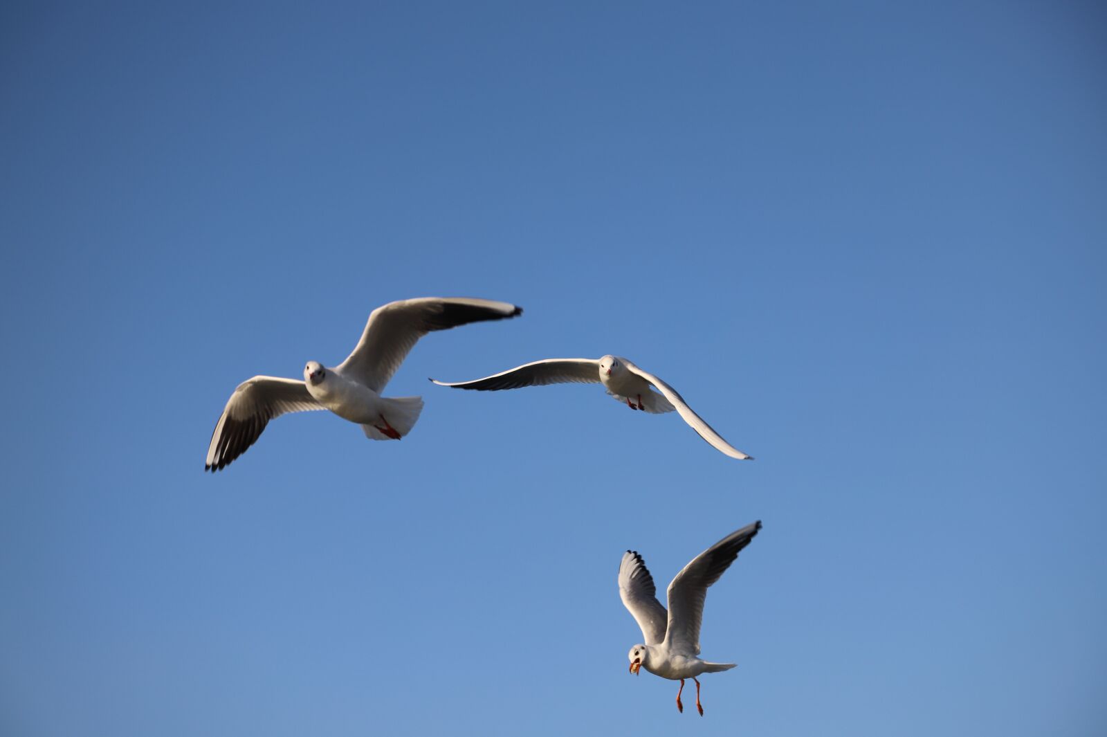 Canon EOS 6D Mark II sample photo. Gulls, seagull, sky photography