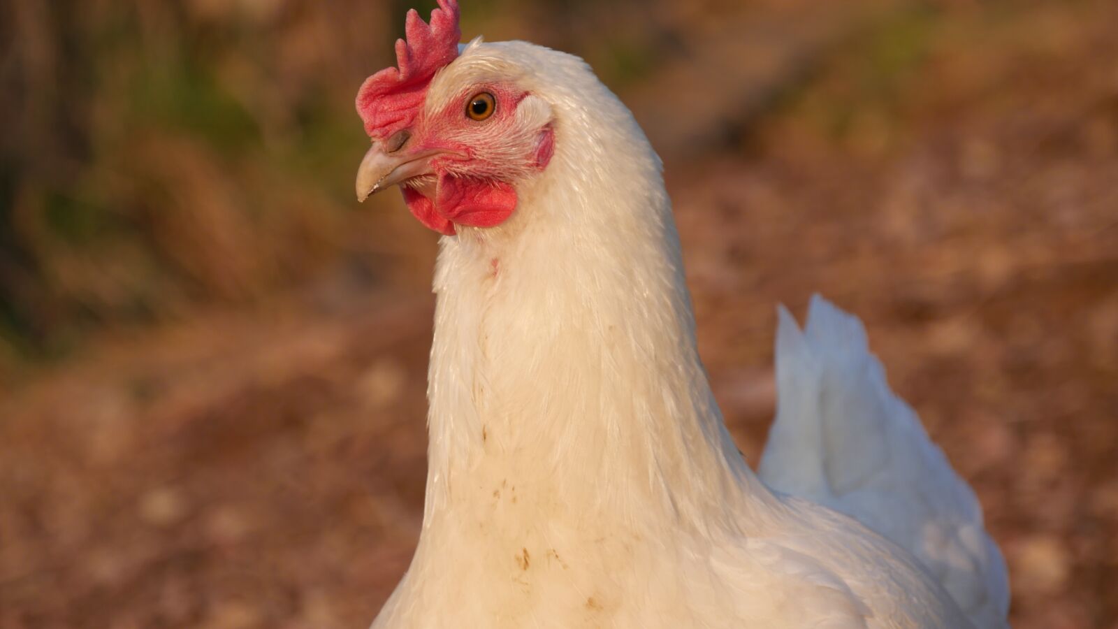 Panasonic DMC-G70 sample photo. Hunn, hen, poultry photography