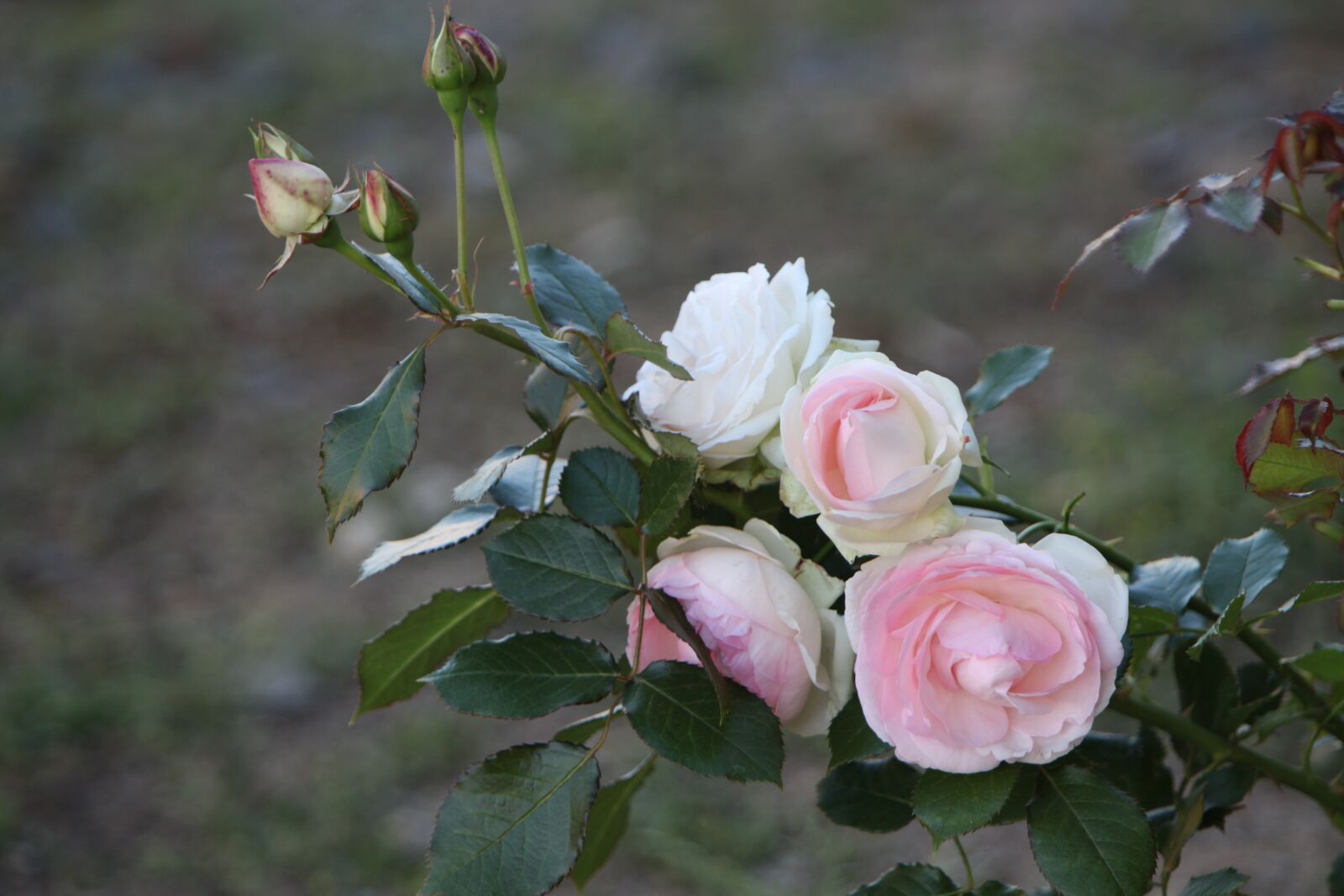 Canon EOS 5D Mark II sample photo. Fulfillment, the roses of photography