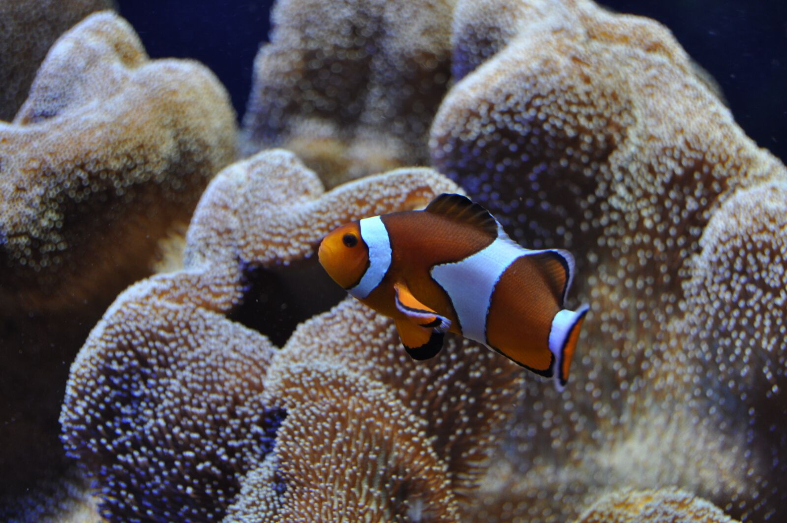 Nikon D5000 sample photo. Clown fish, nemo, underwater photography