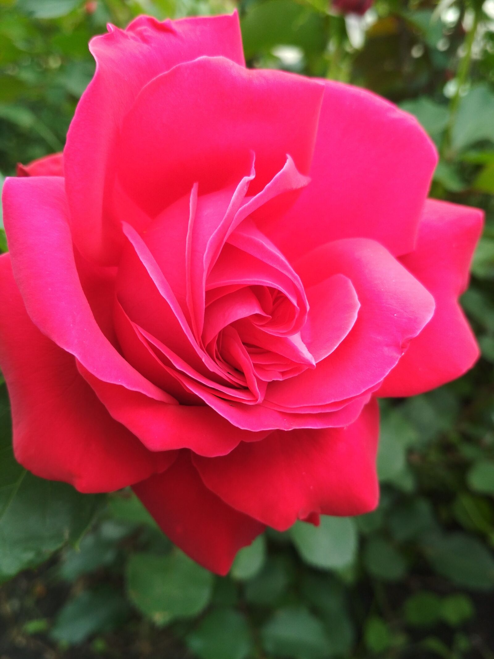 Xiaomi Redmi 4X sample photo. Rose, bud, pink flower photography
