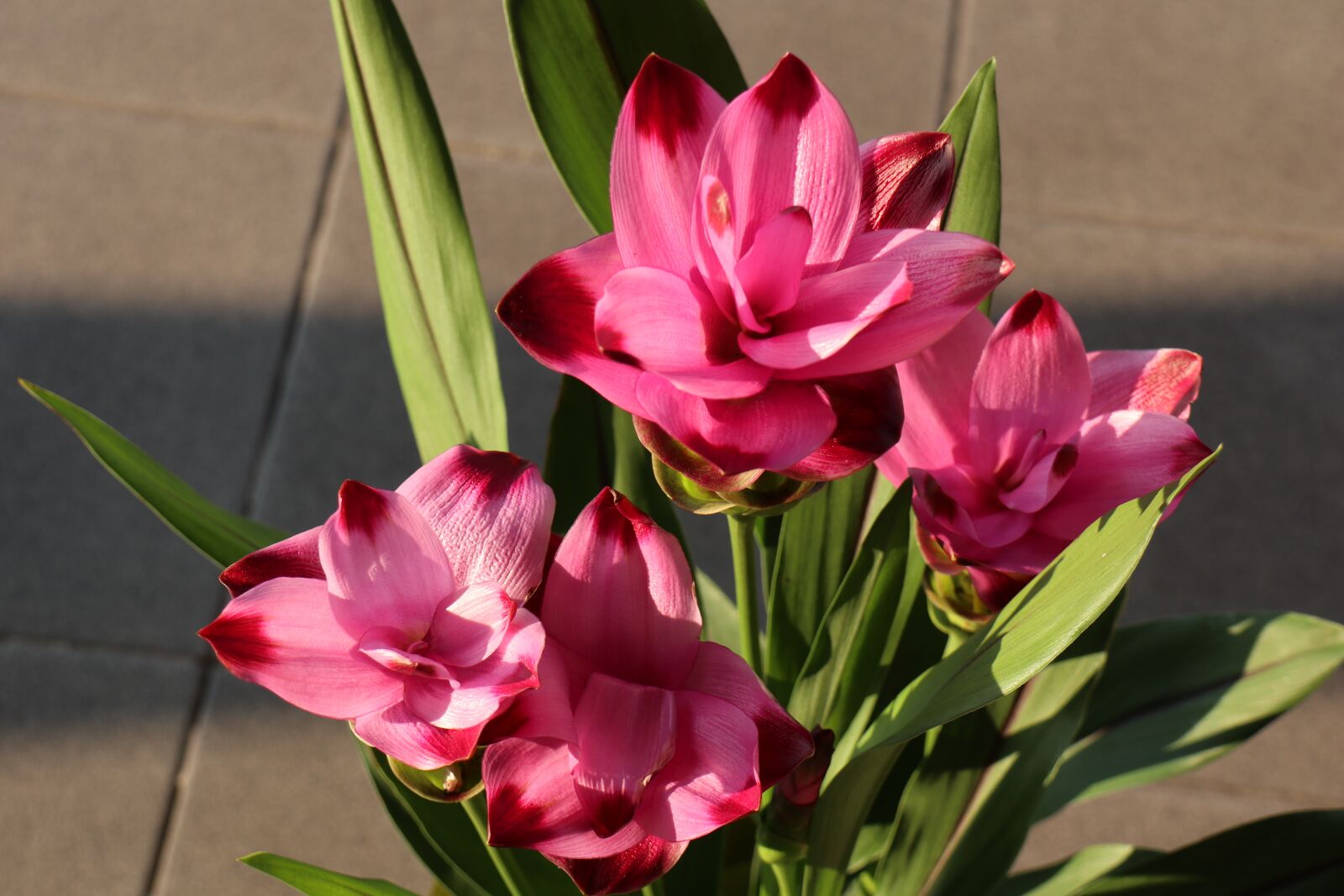 Canon EOS M6 sample photo. Flower, turmeric, the petals photography